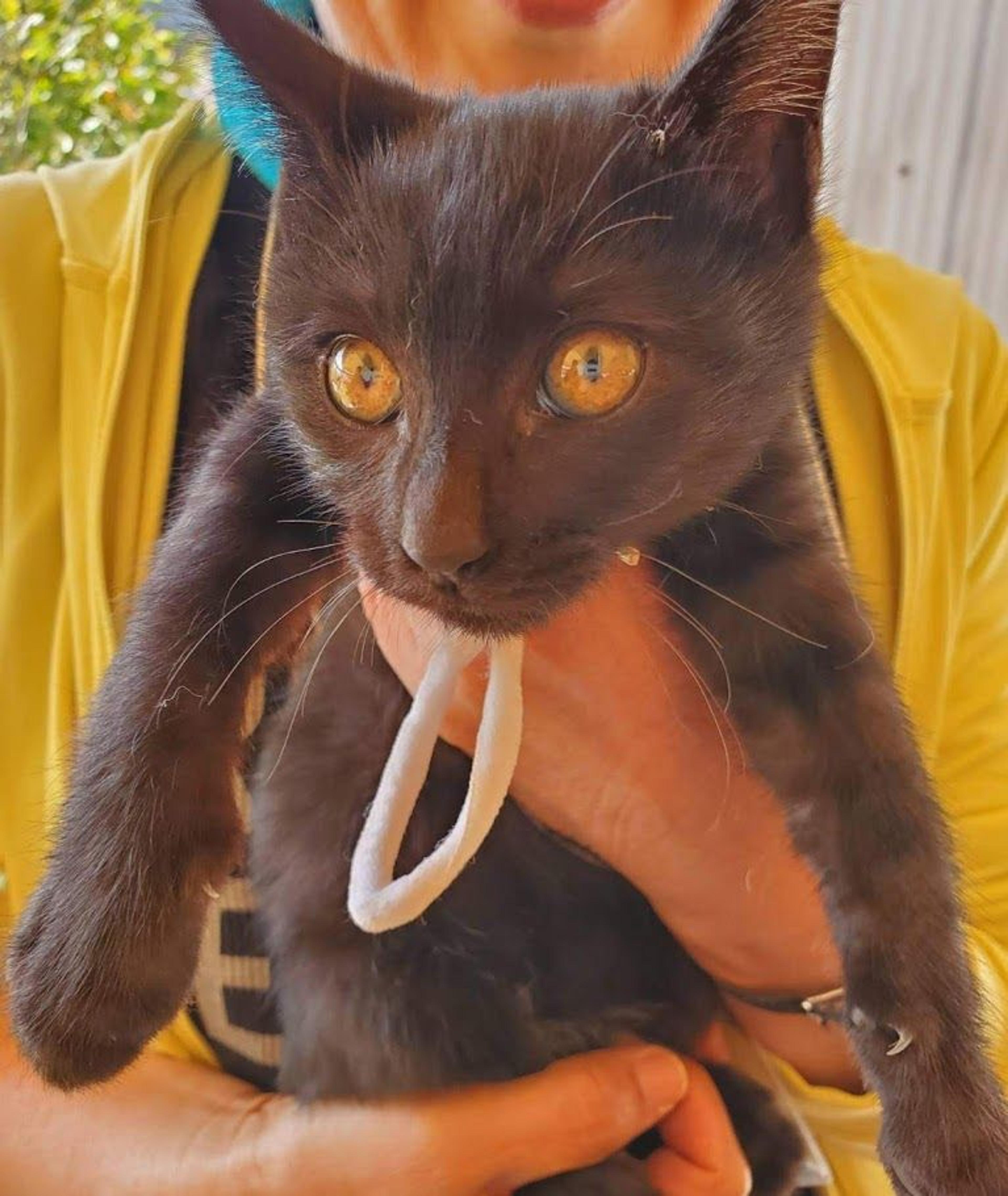 pet-image-4