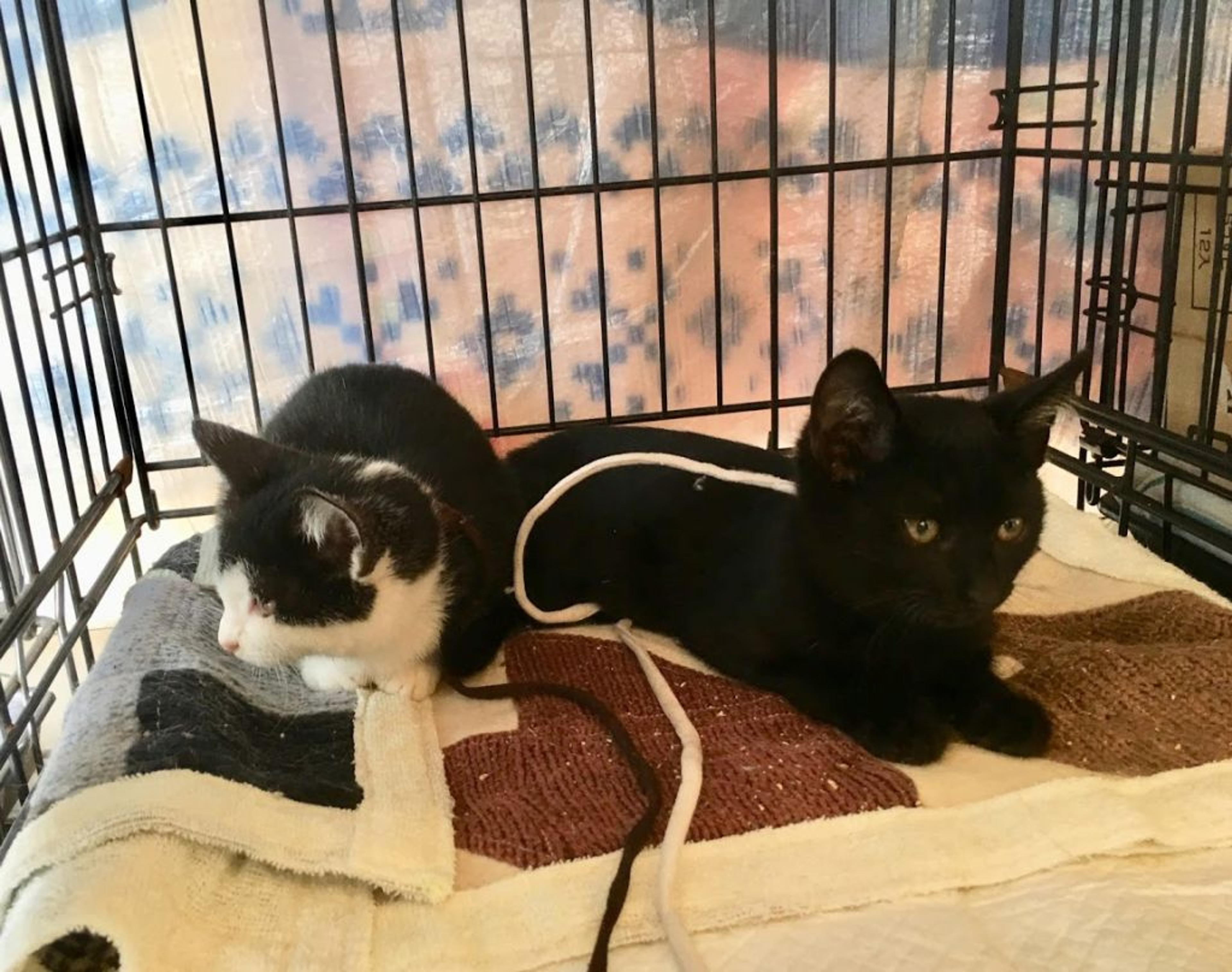 pet-image-5