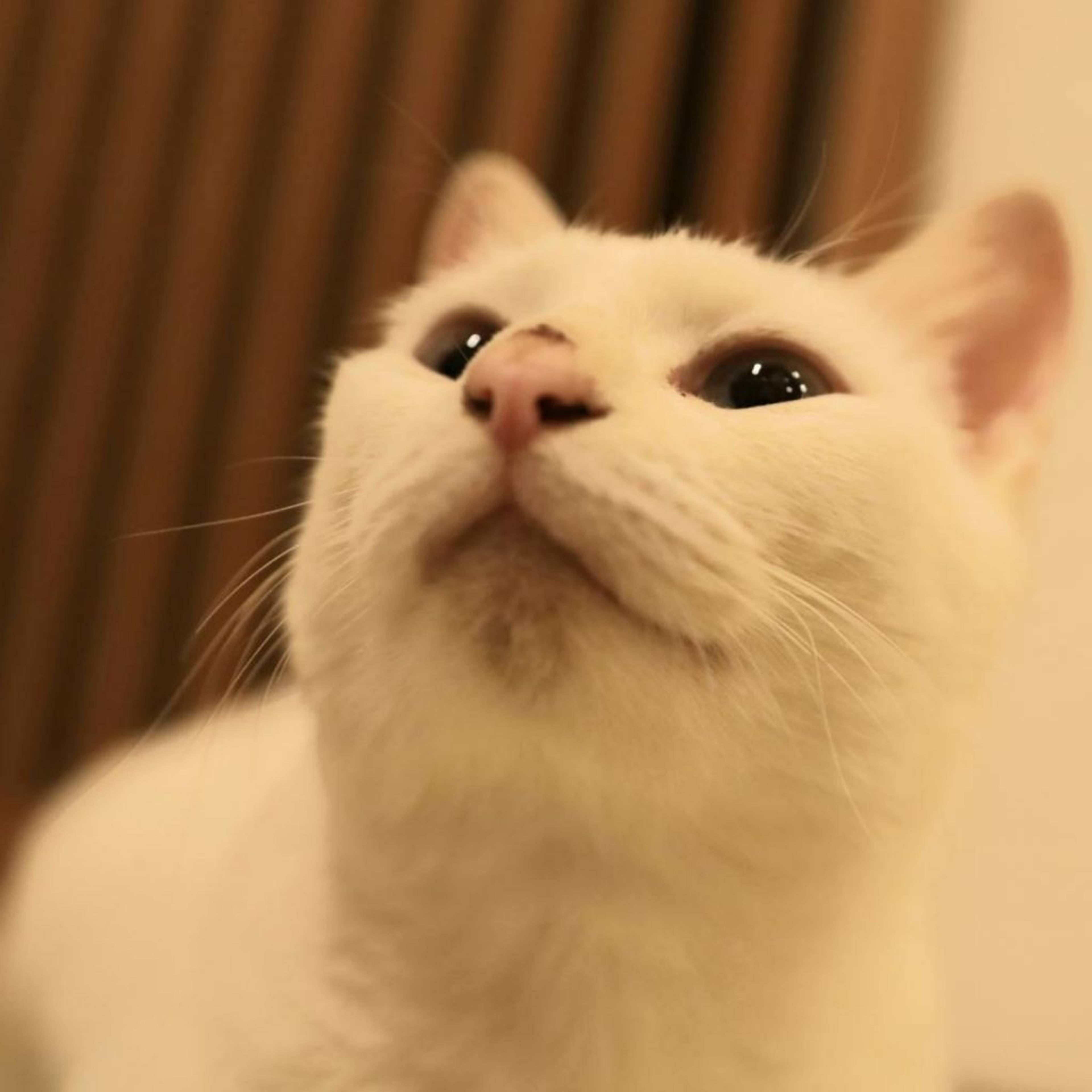 雑種（ミックス猫）・メスの里親募集の写真
