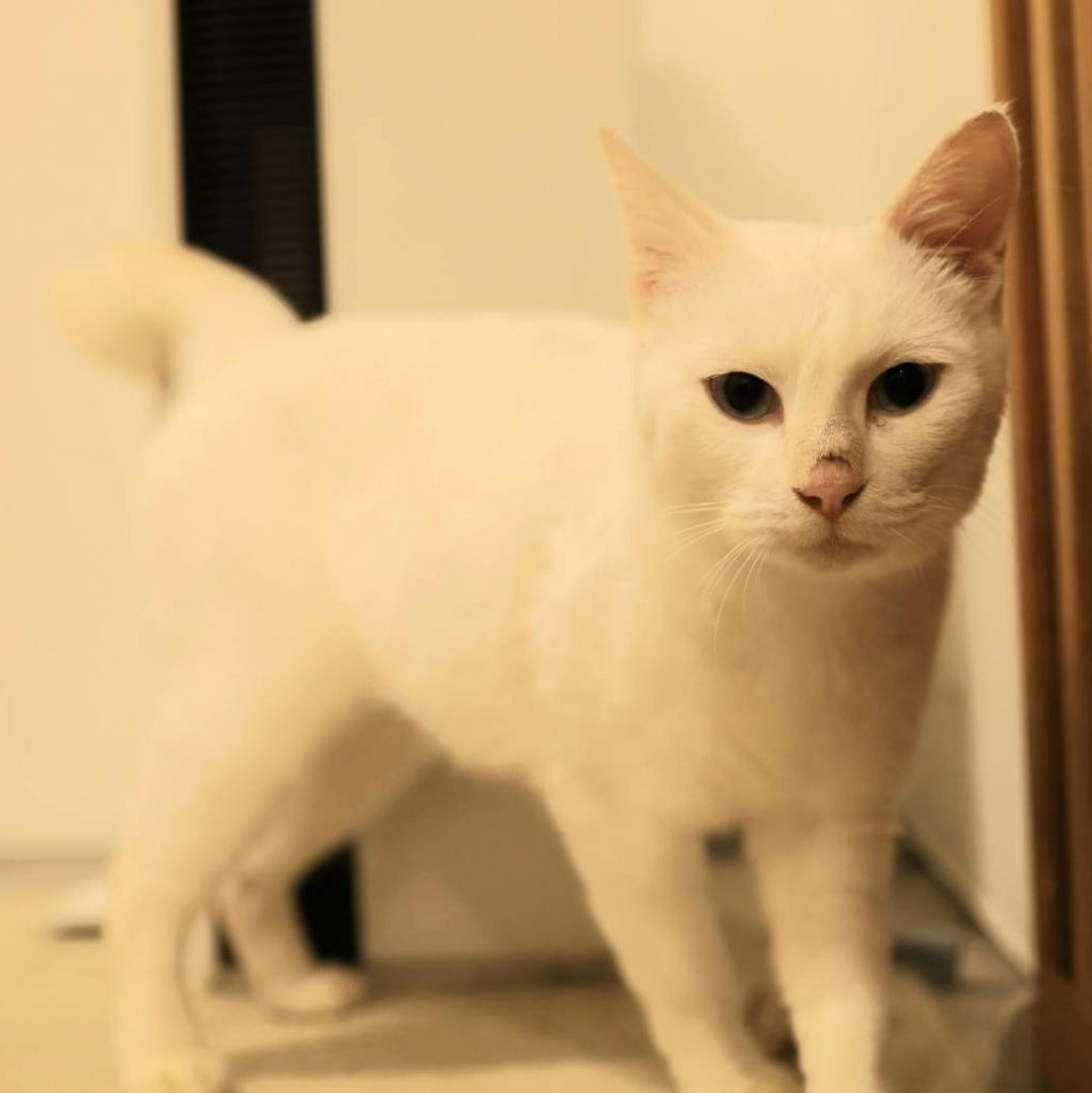 pet-image-2
