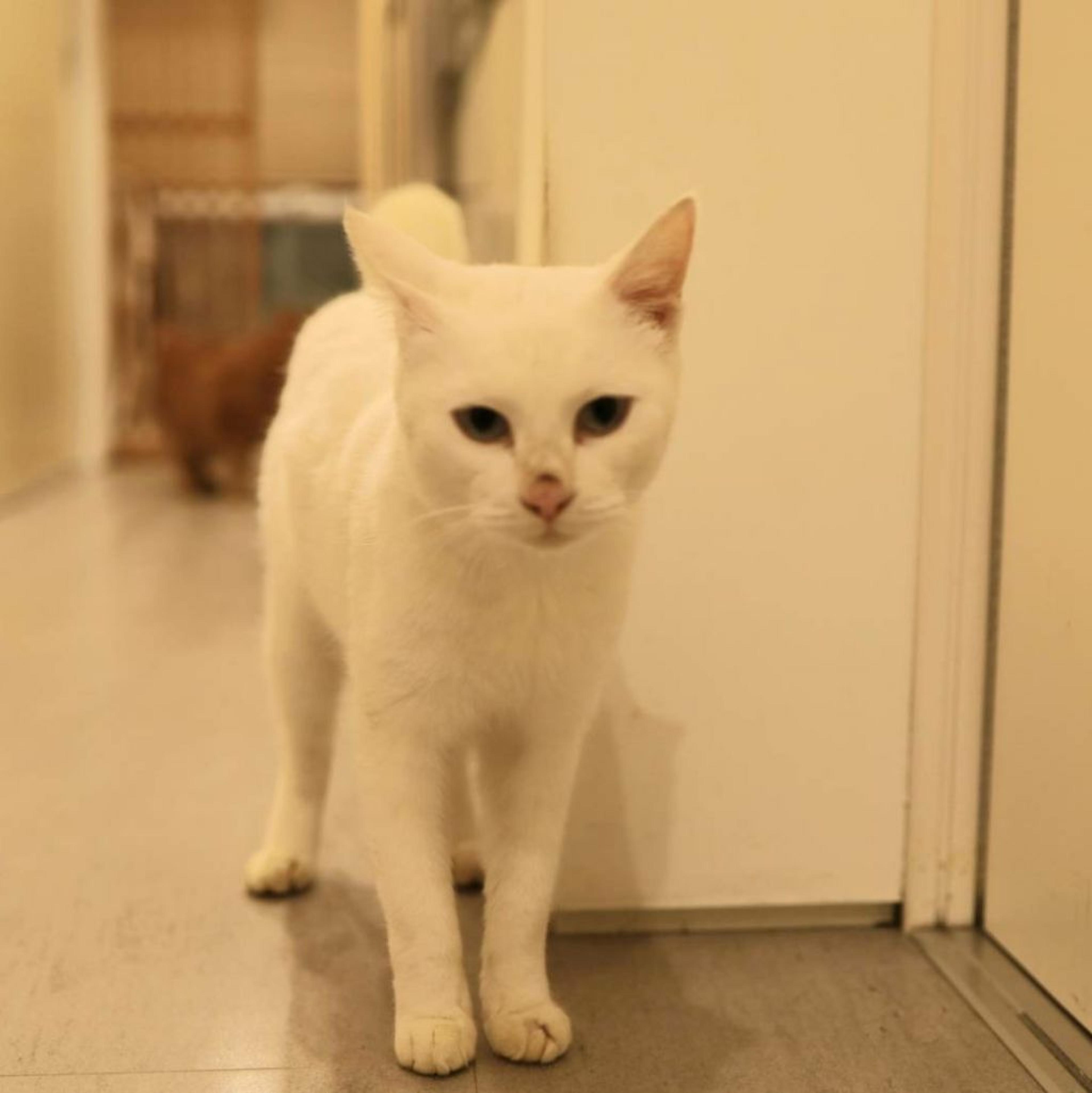 pet-image-4