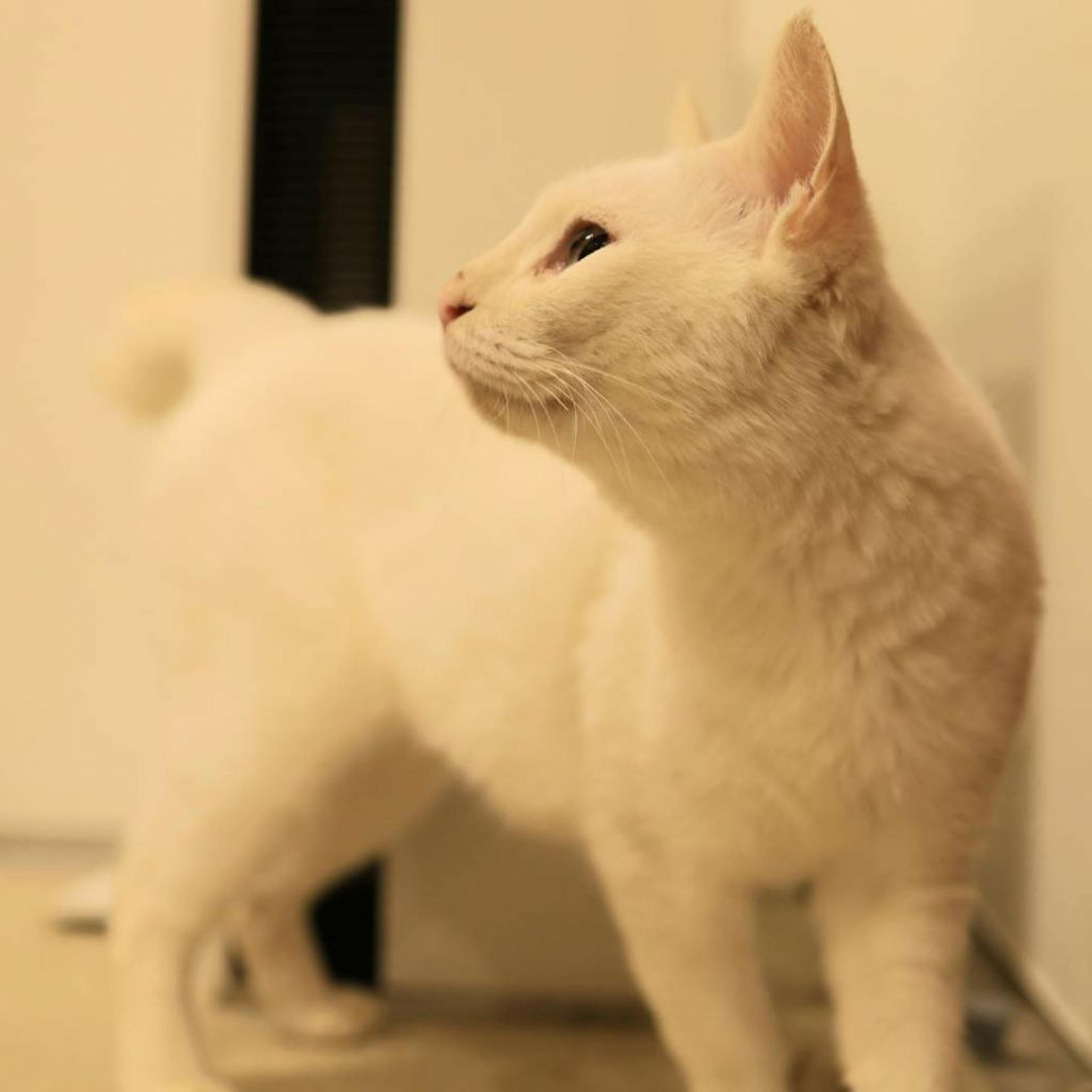pet-image-5