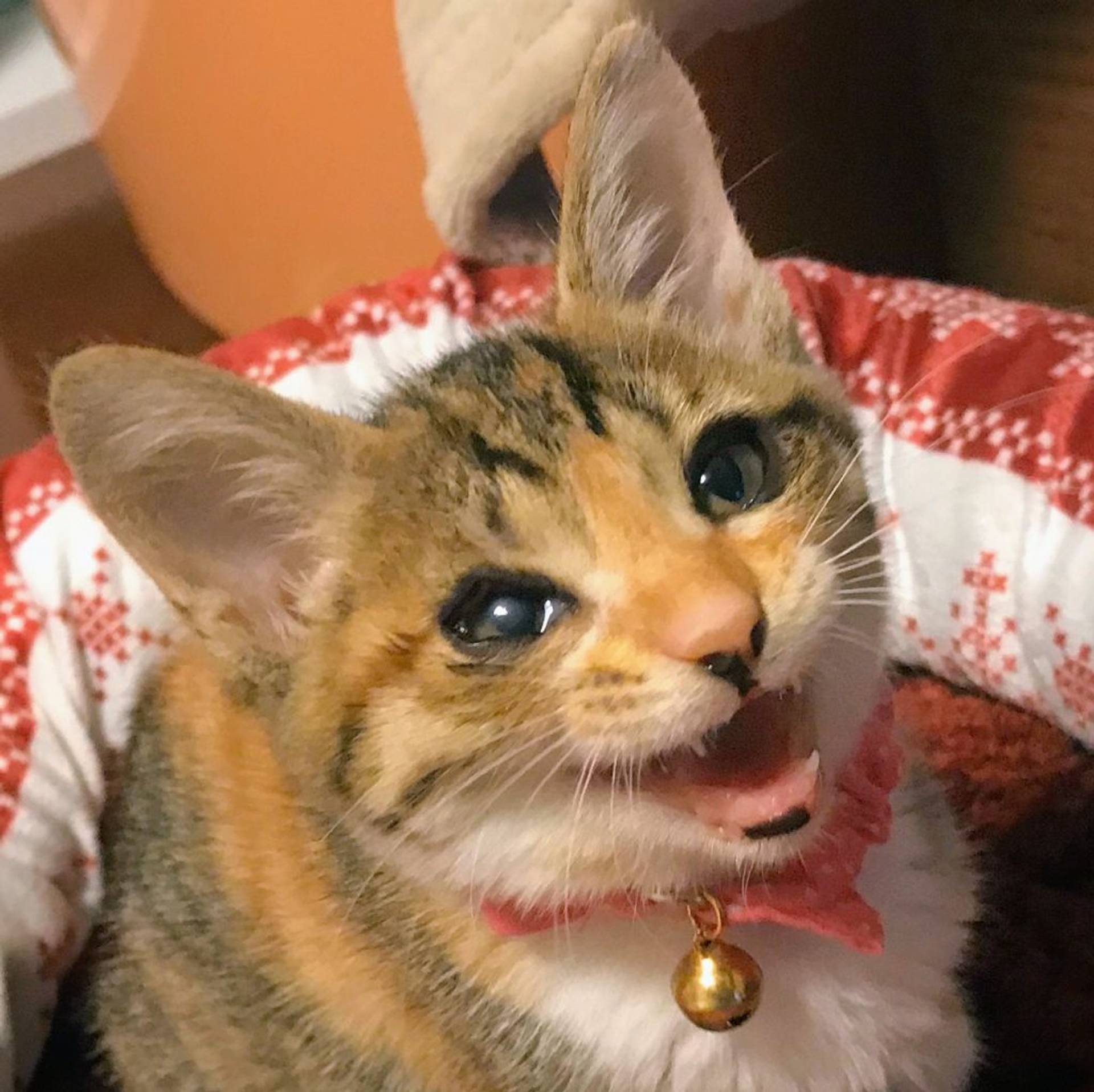 雑種（ミックス猫）・メスの里親募集の写真