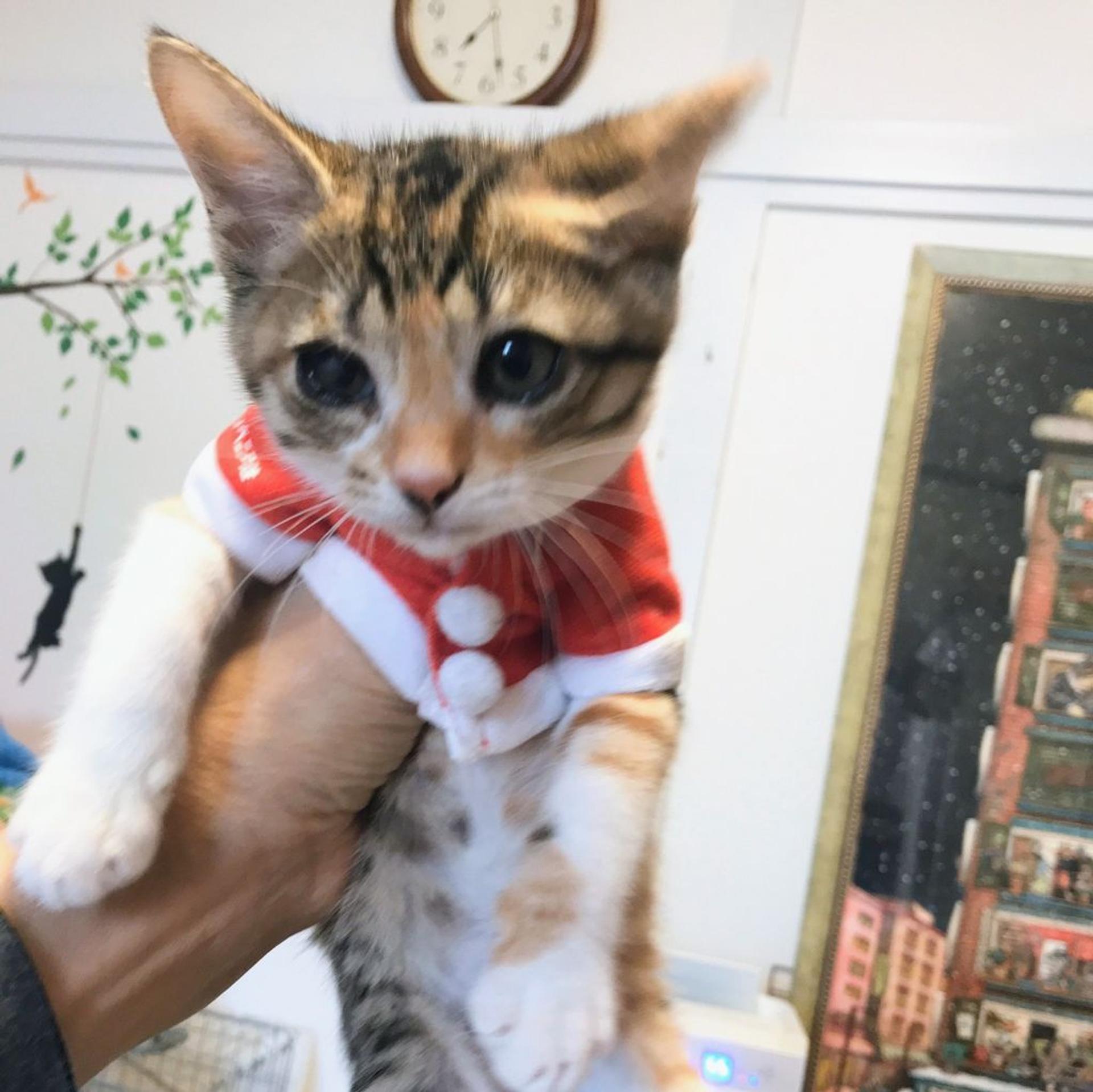 pet-image-2
