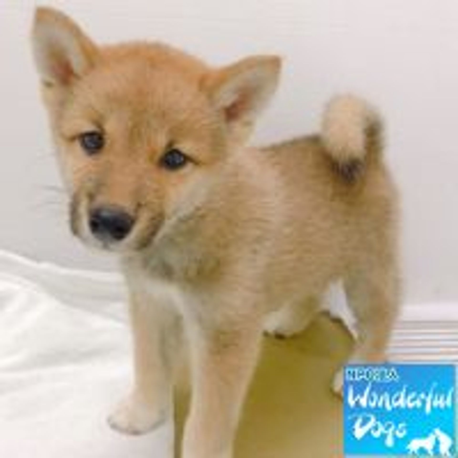 柴犬・オスの里親募集の写真