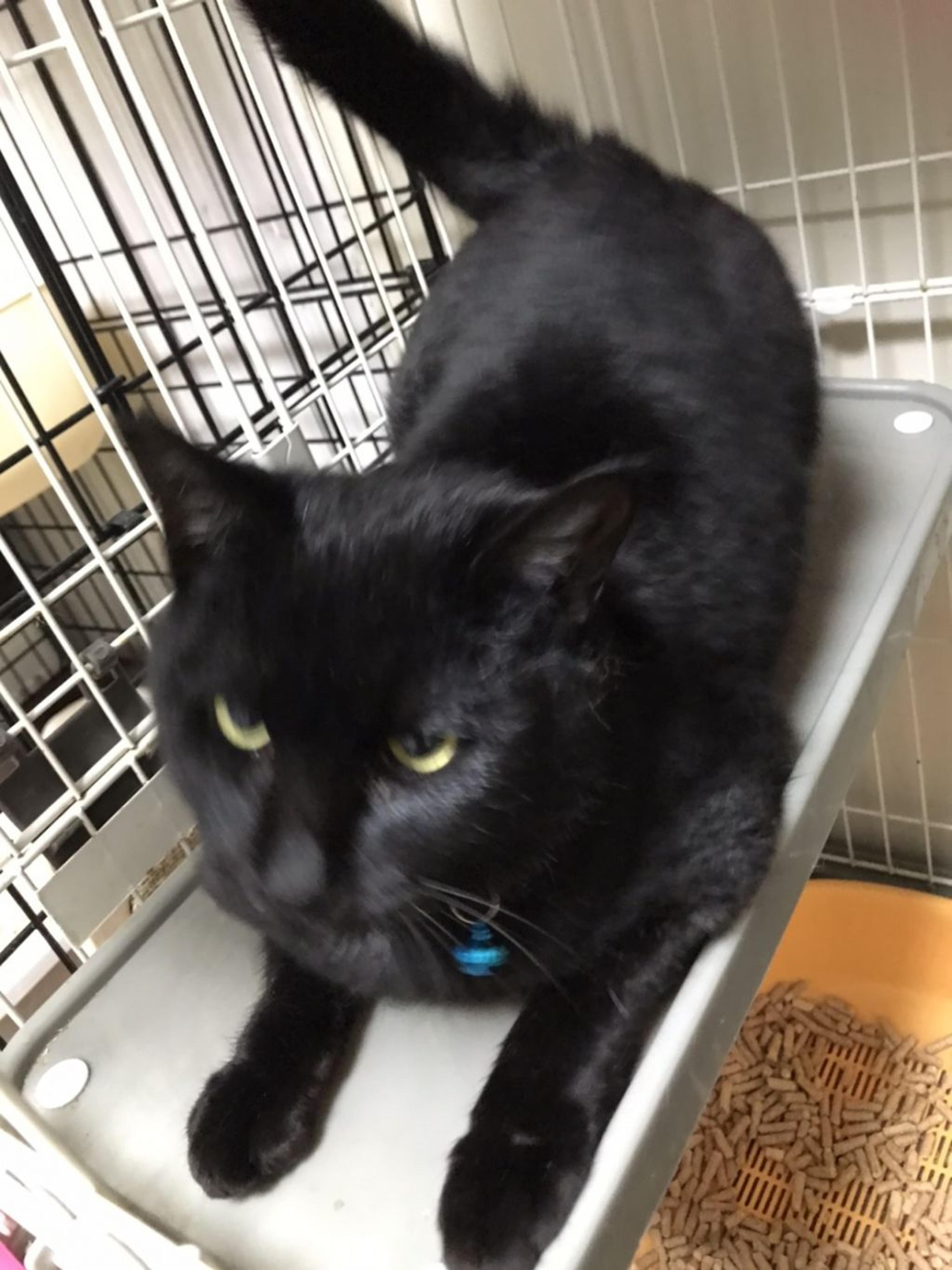 pet-image-2