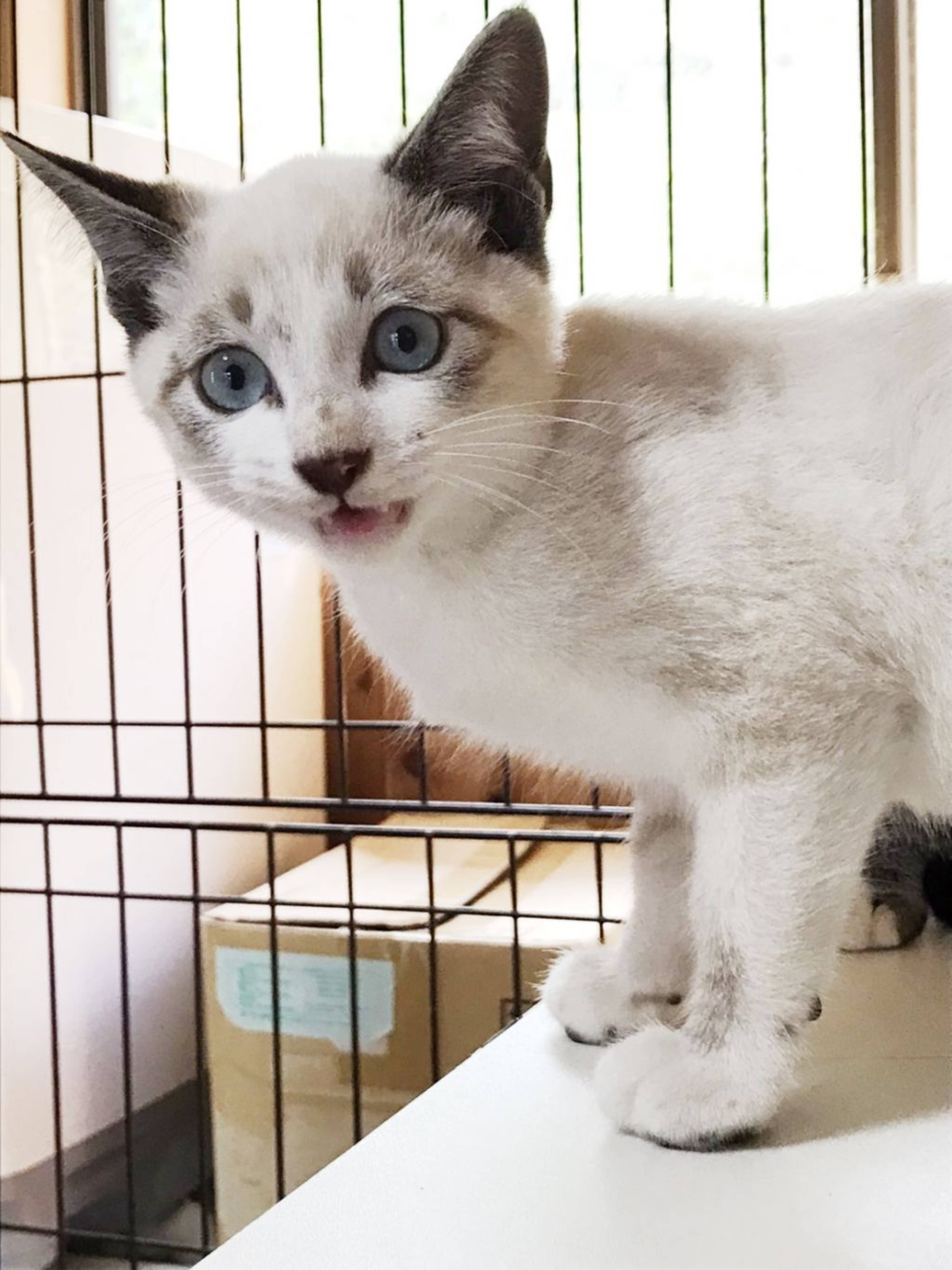 雑種（ミックス猫）・オスの里親募集の写真