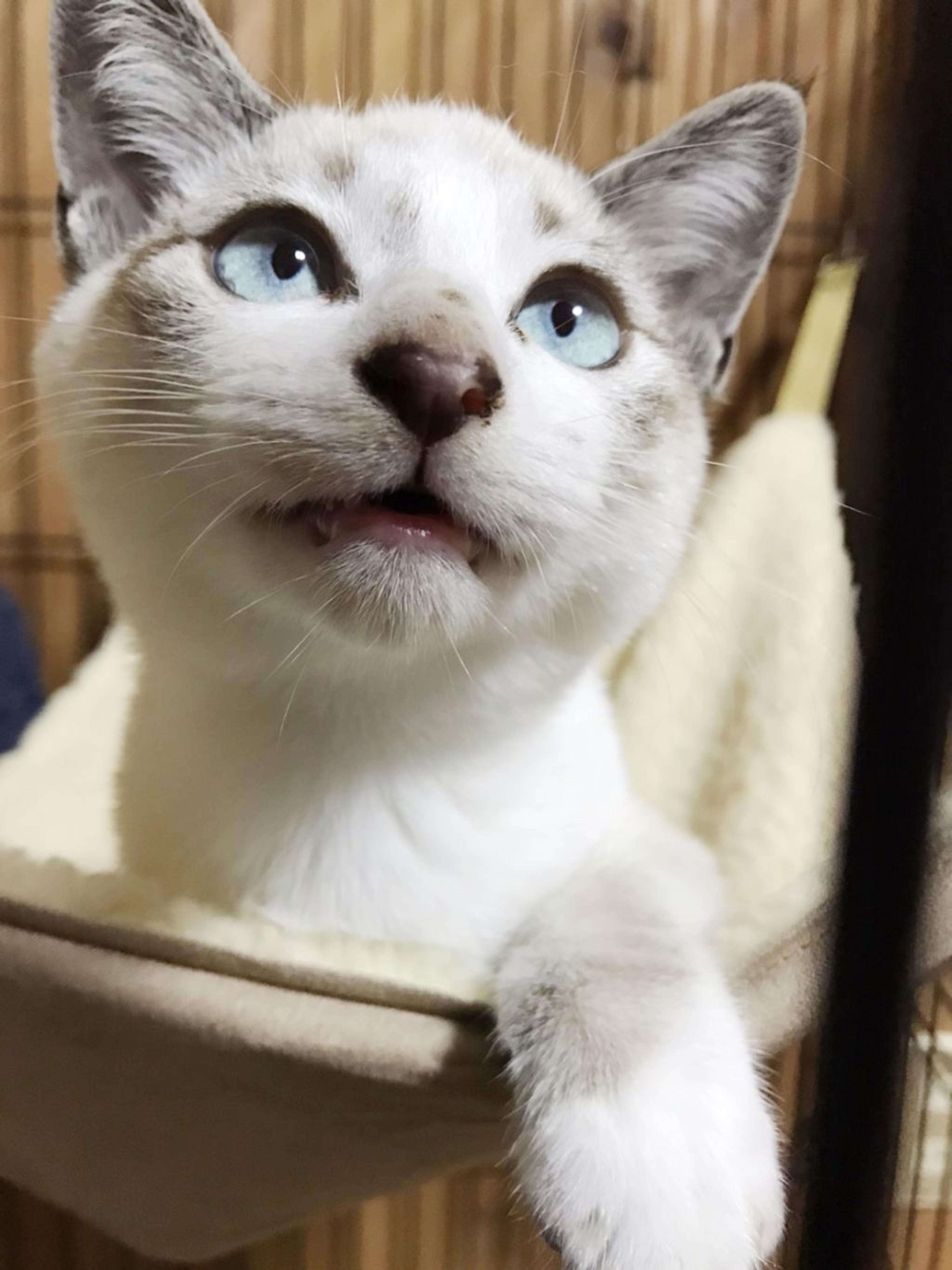 pet-image-2