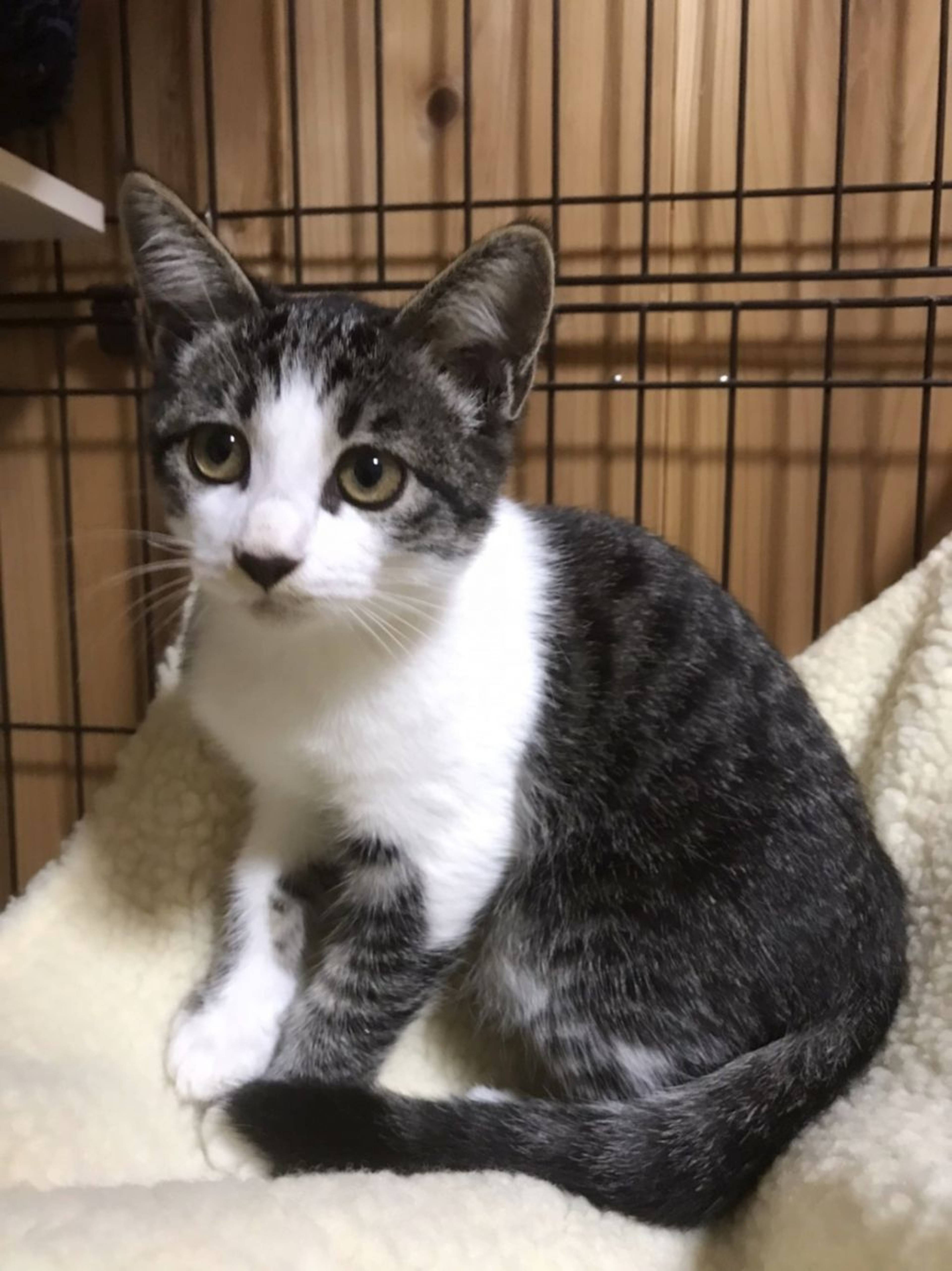 雑種（ミックス猫）・メスの里親募集の写真