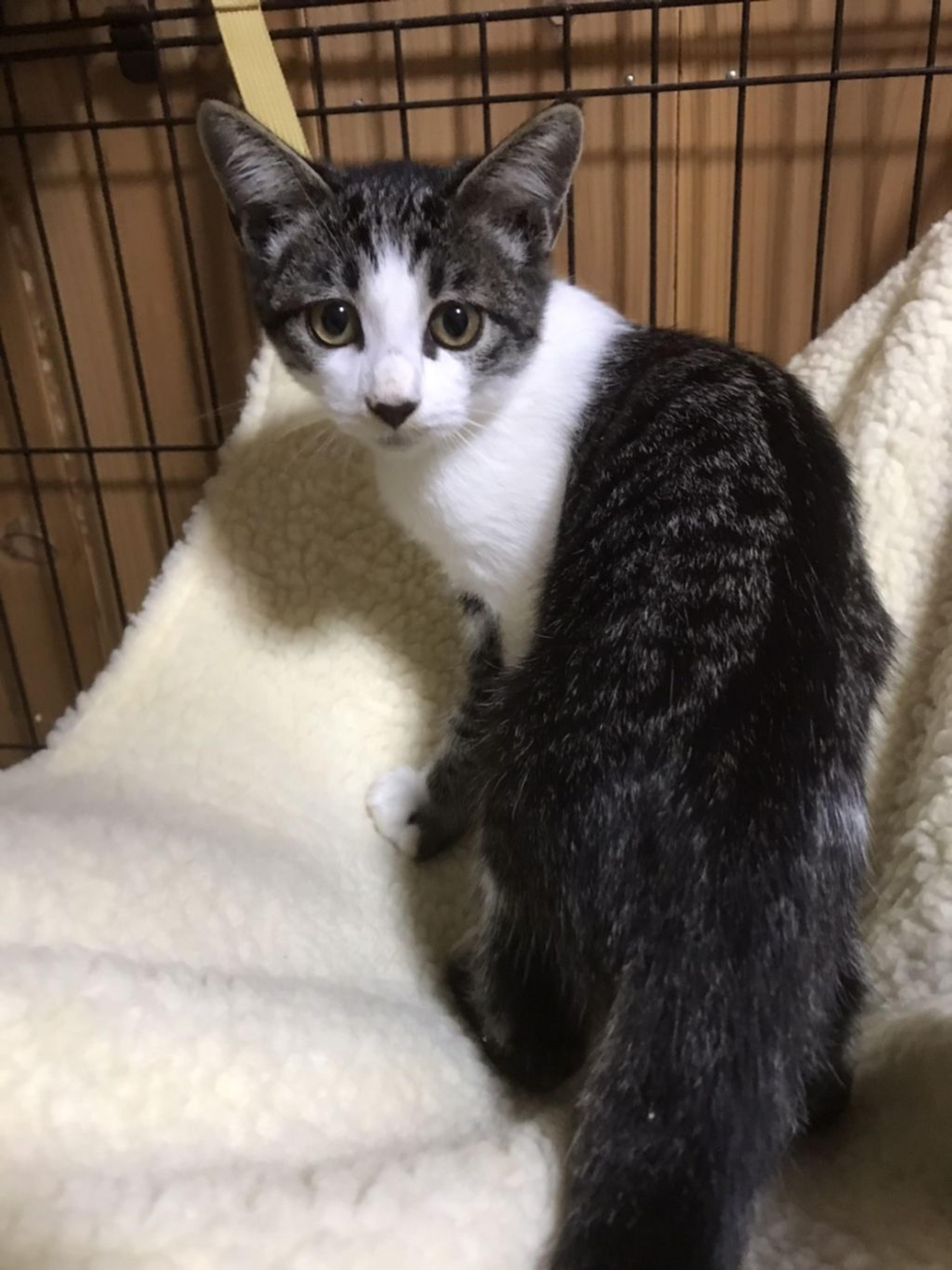 pet-image-2