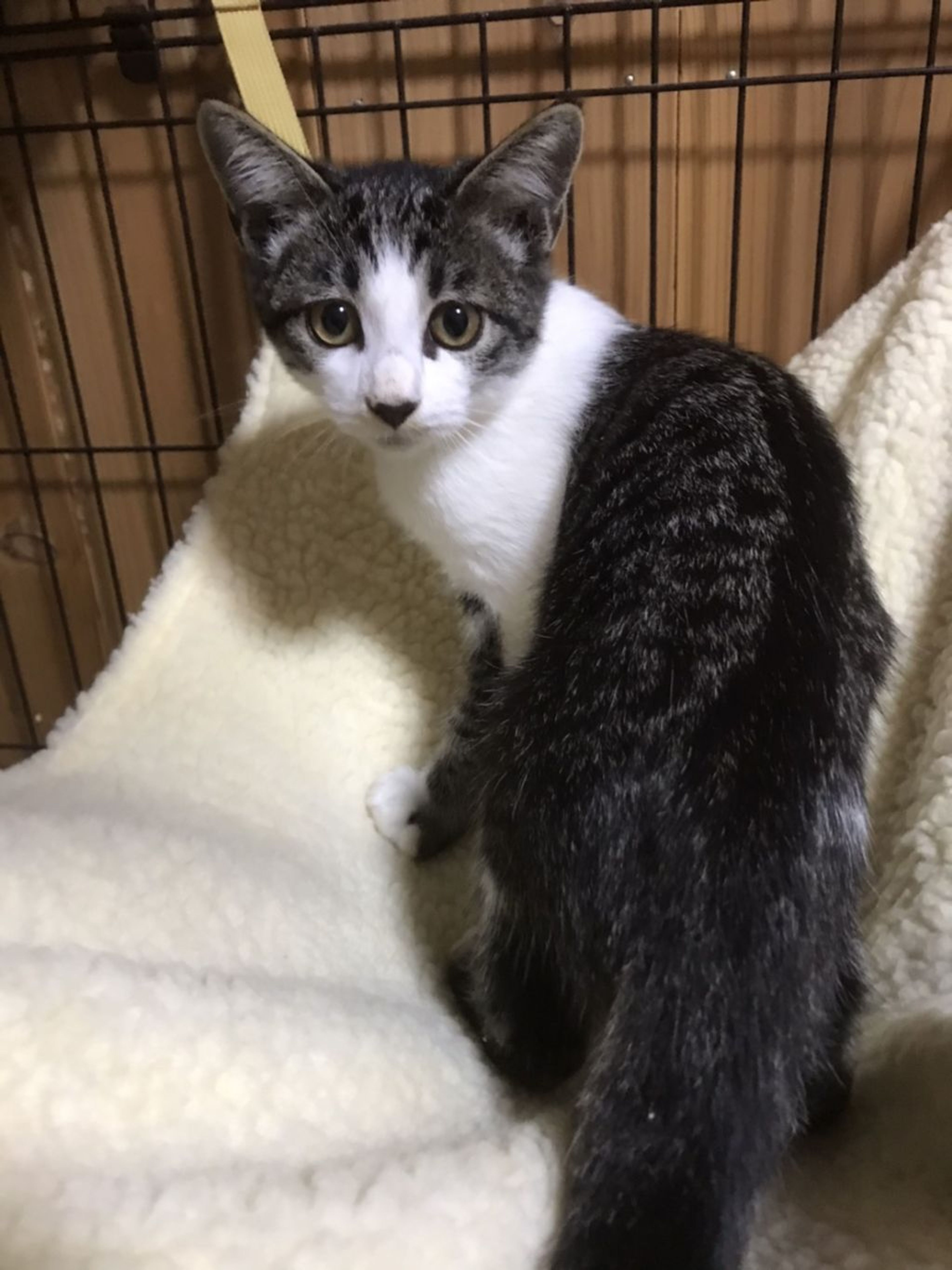 pet-image-2