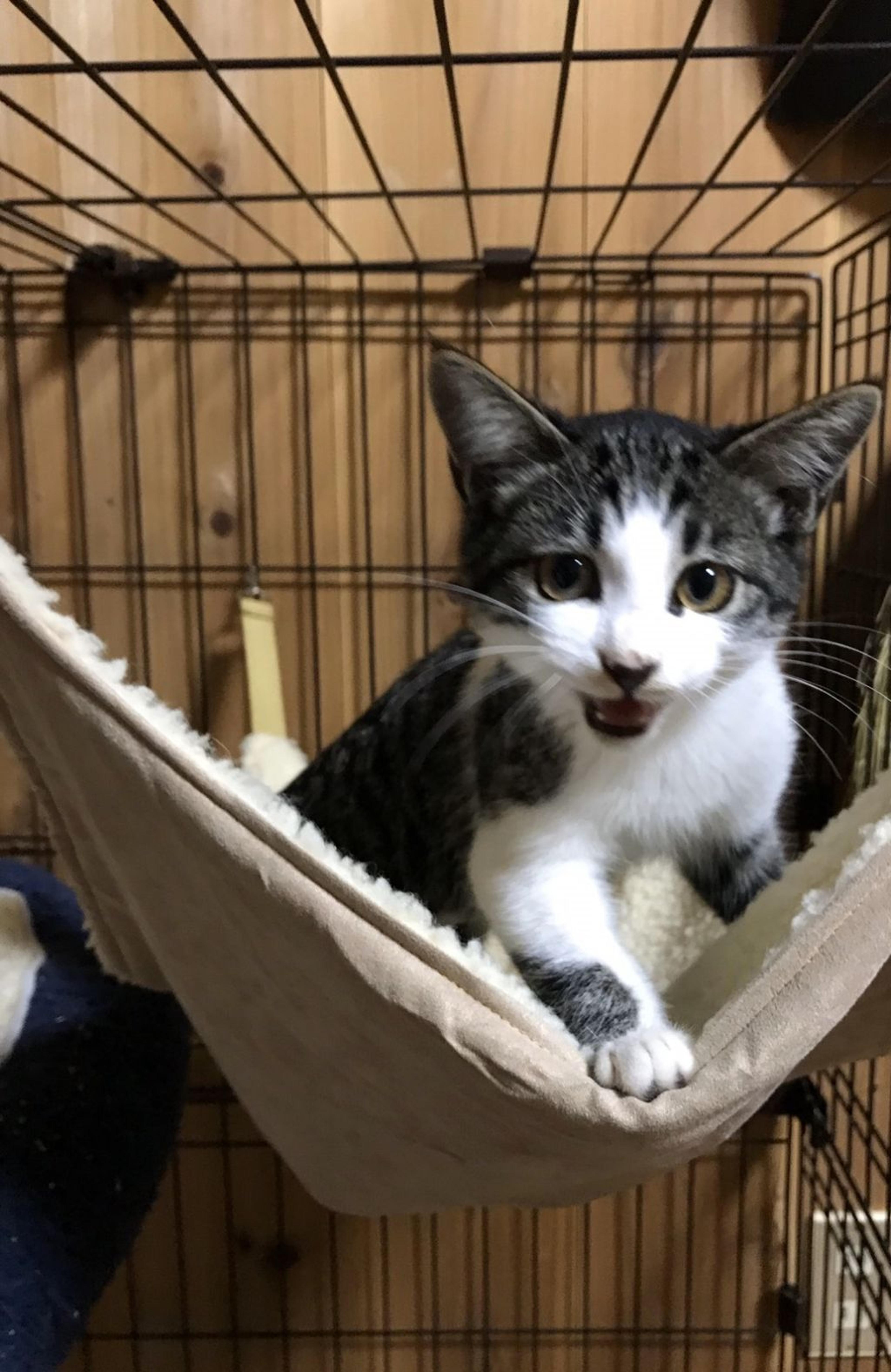 pet-image-3