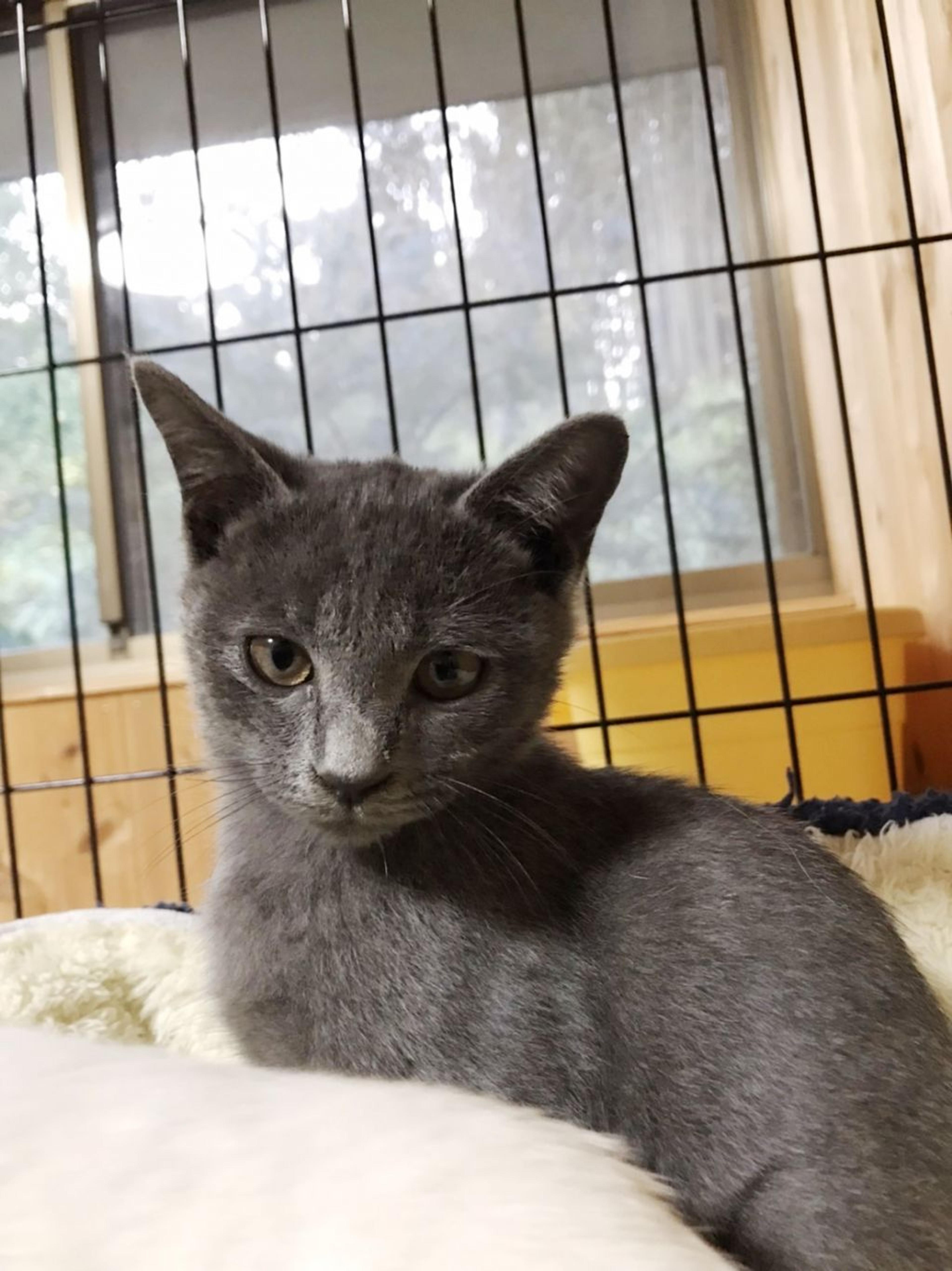 pet-image-2