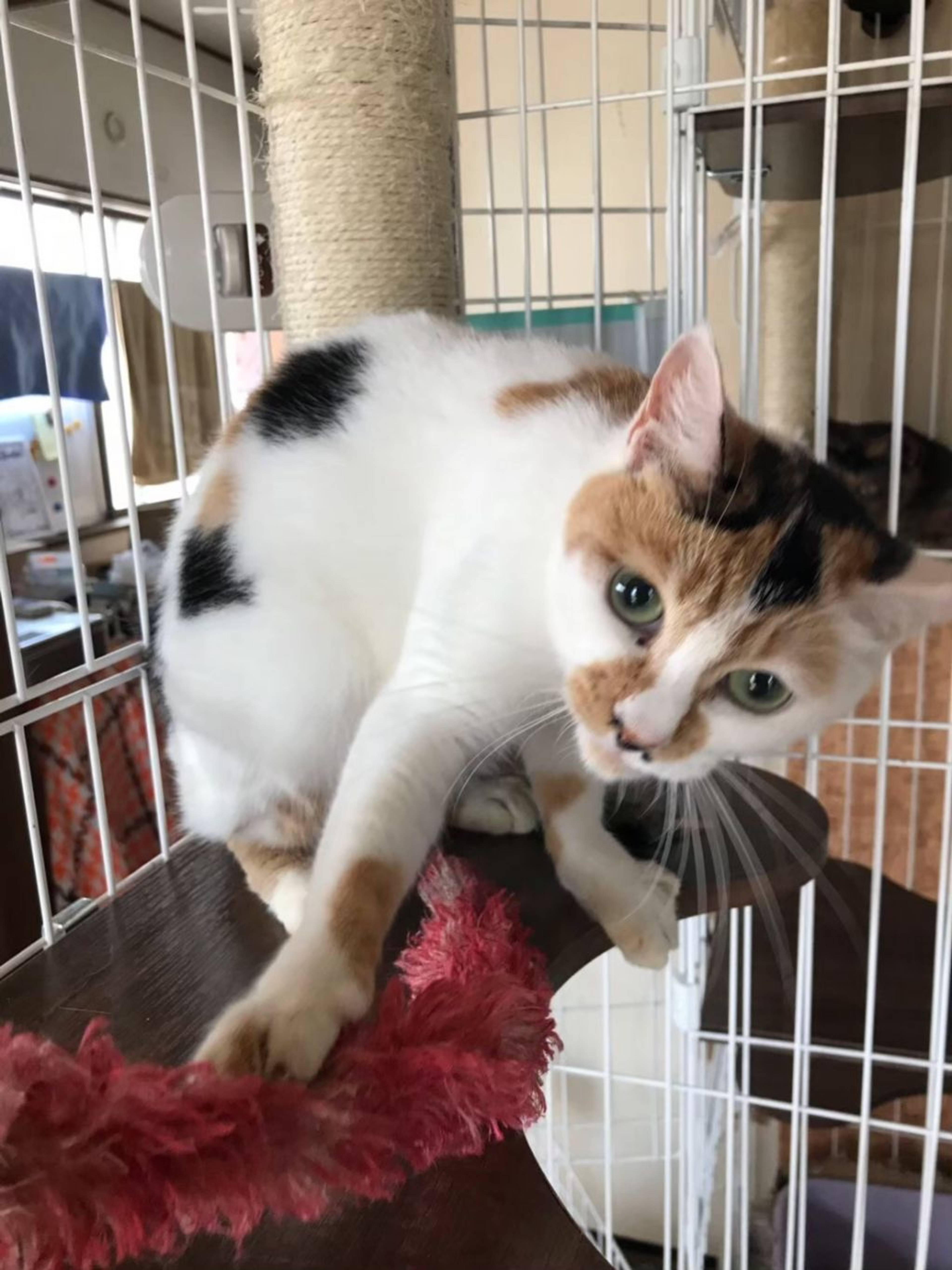 日本猫・メスの里親募集の写真