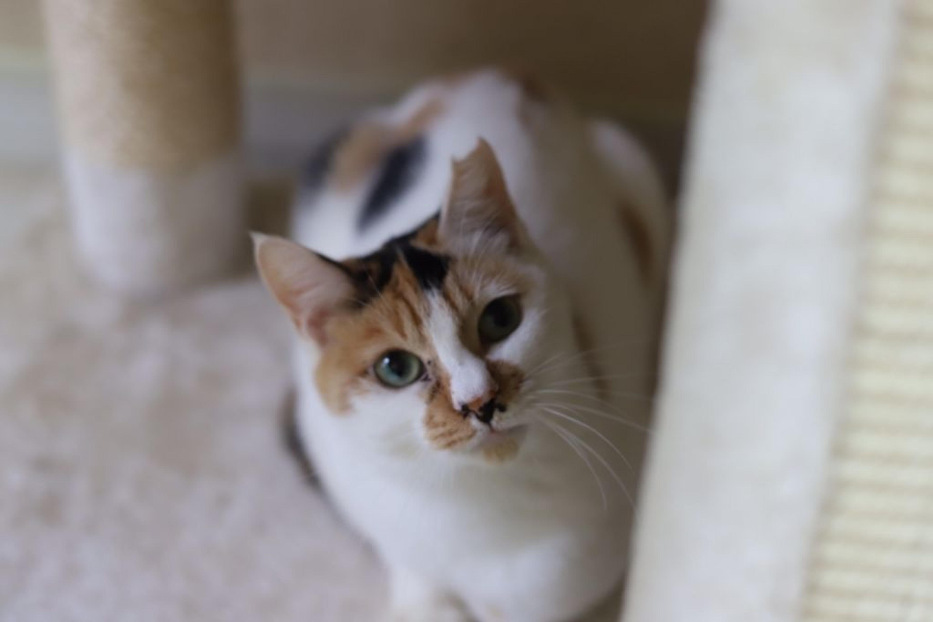 pet-image-2