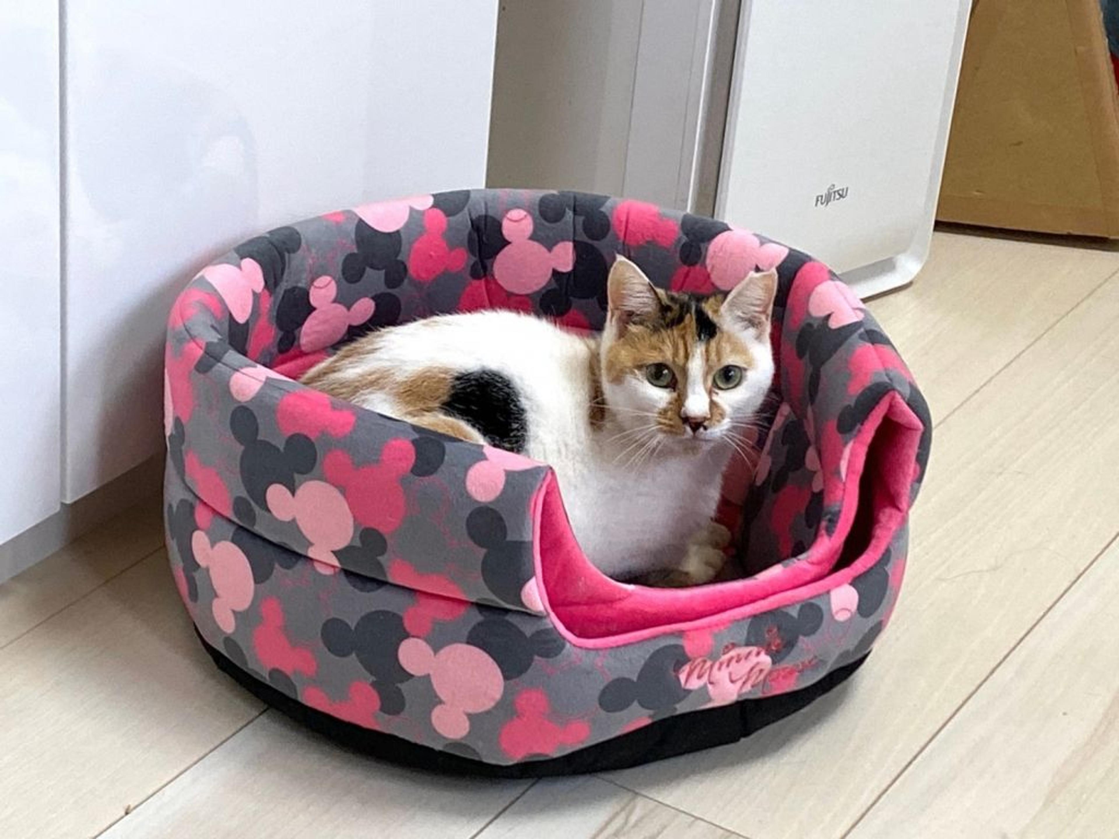 pet-image-3