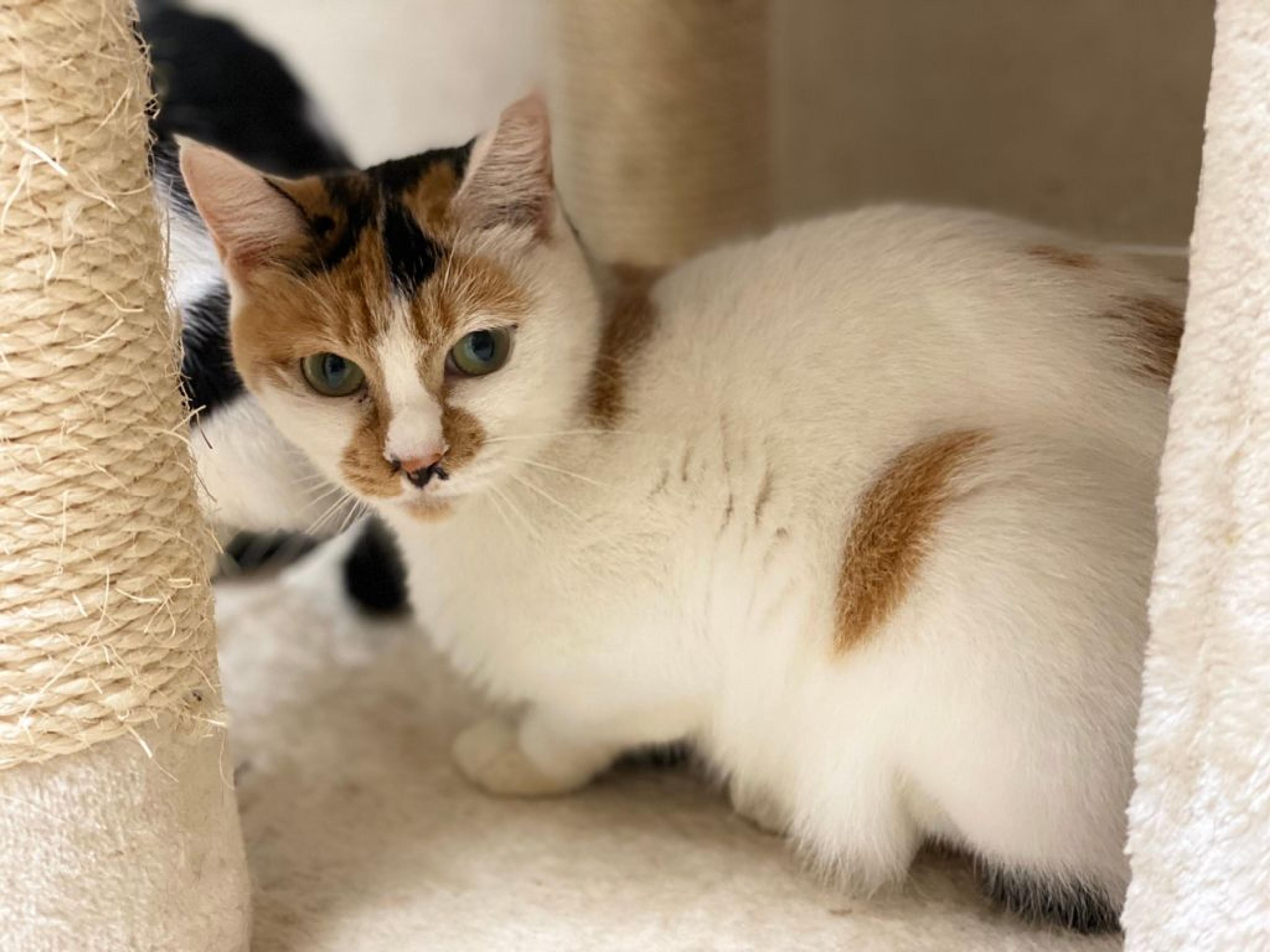 pet-image-4