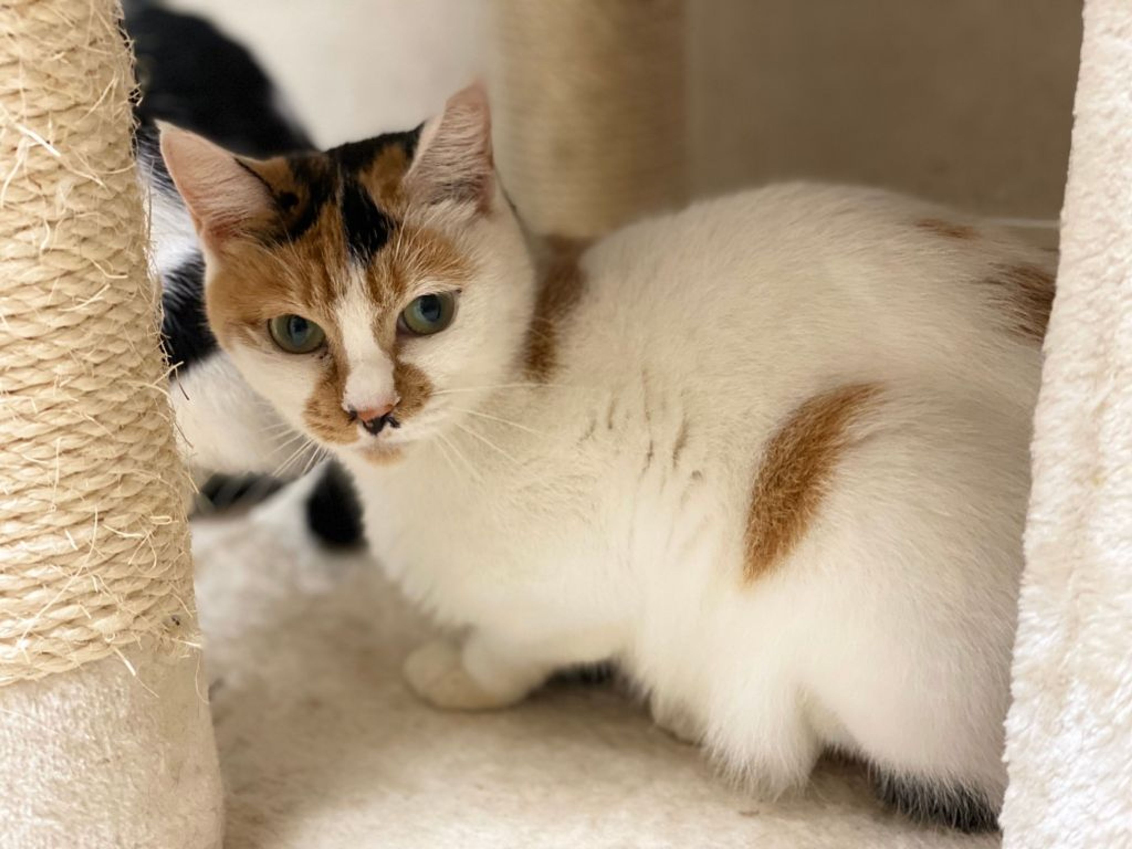 pet-image-4