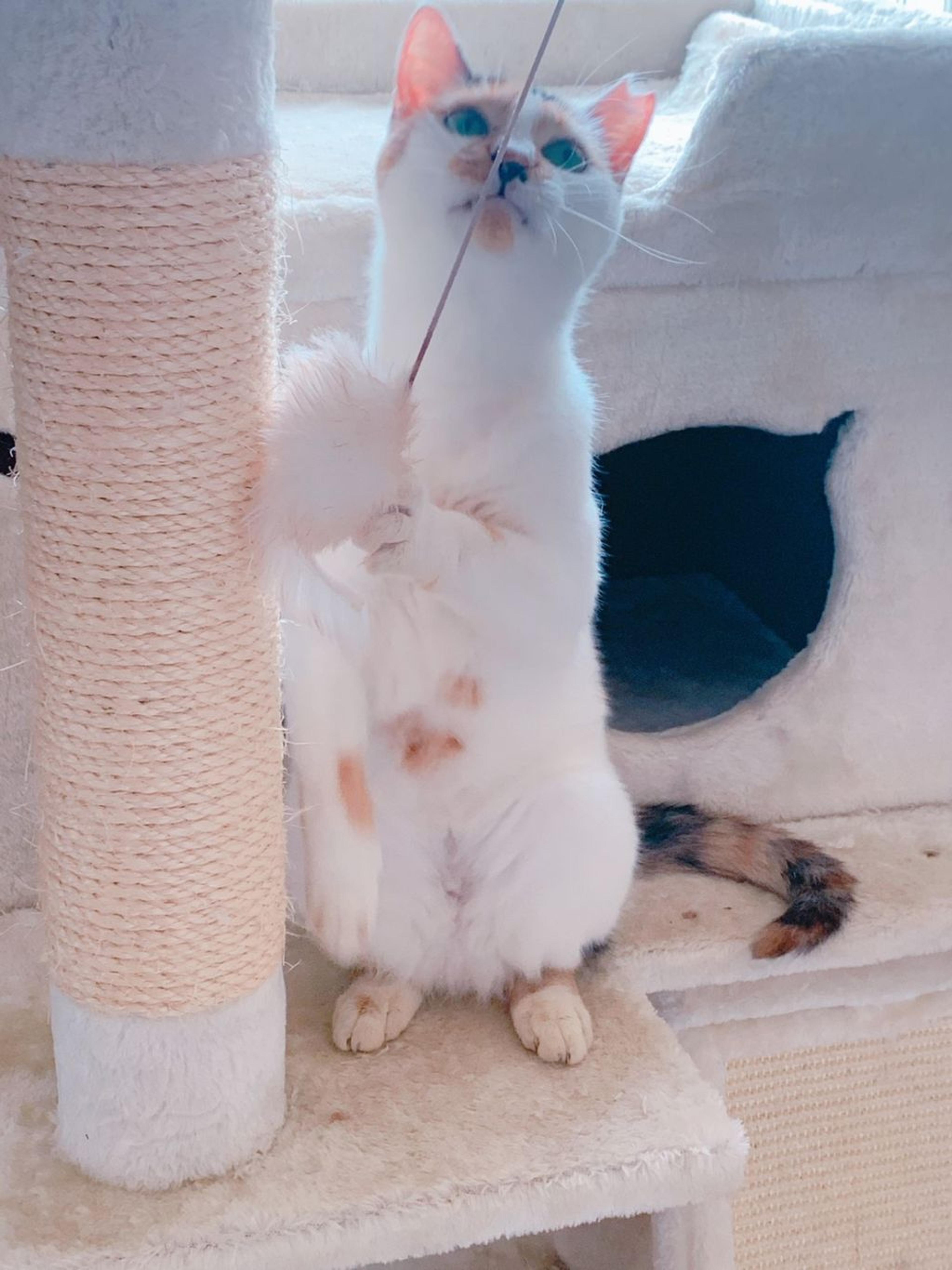 pet-image-5