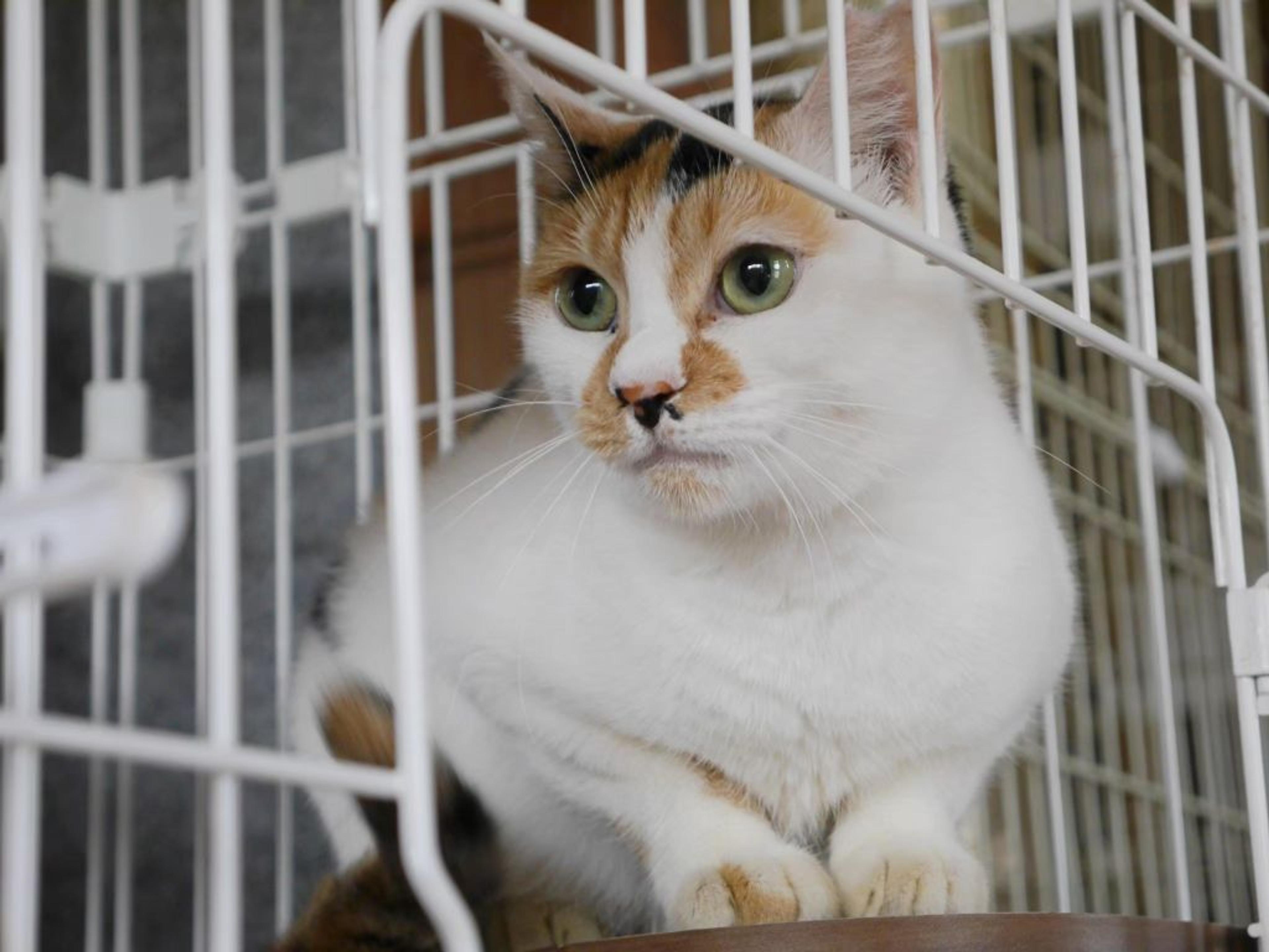 pet-image-6