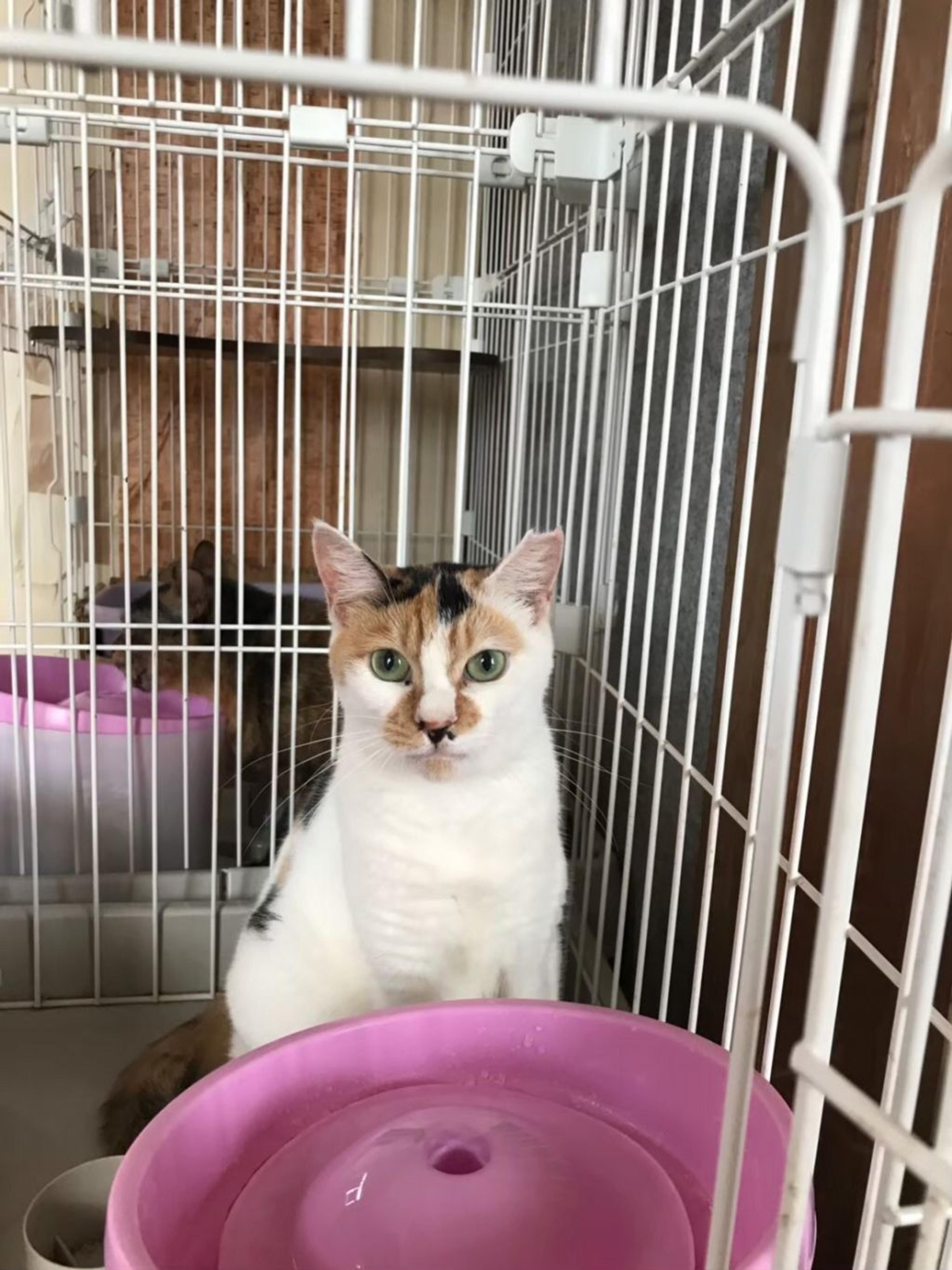 pet-image-7