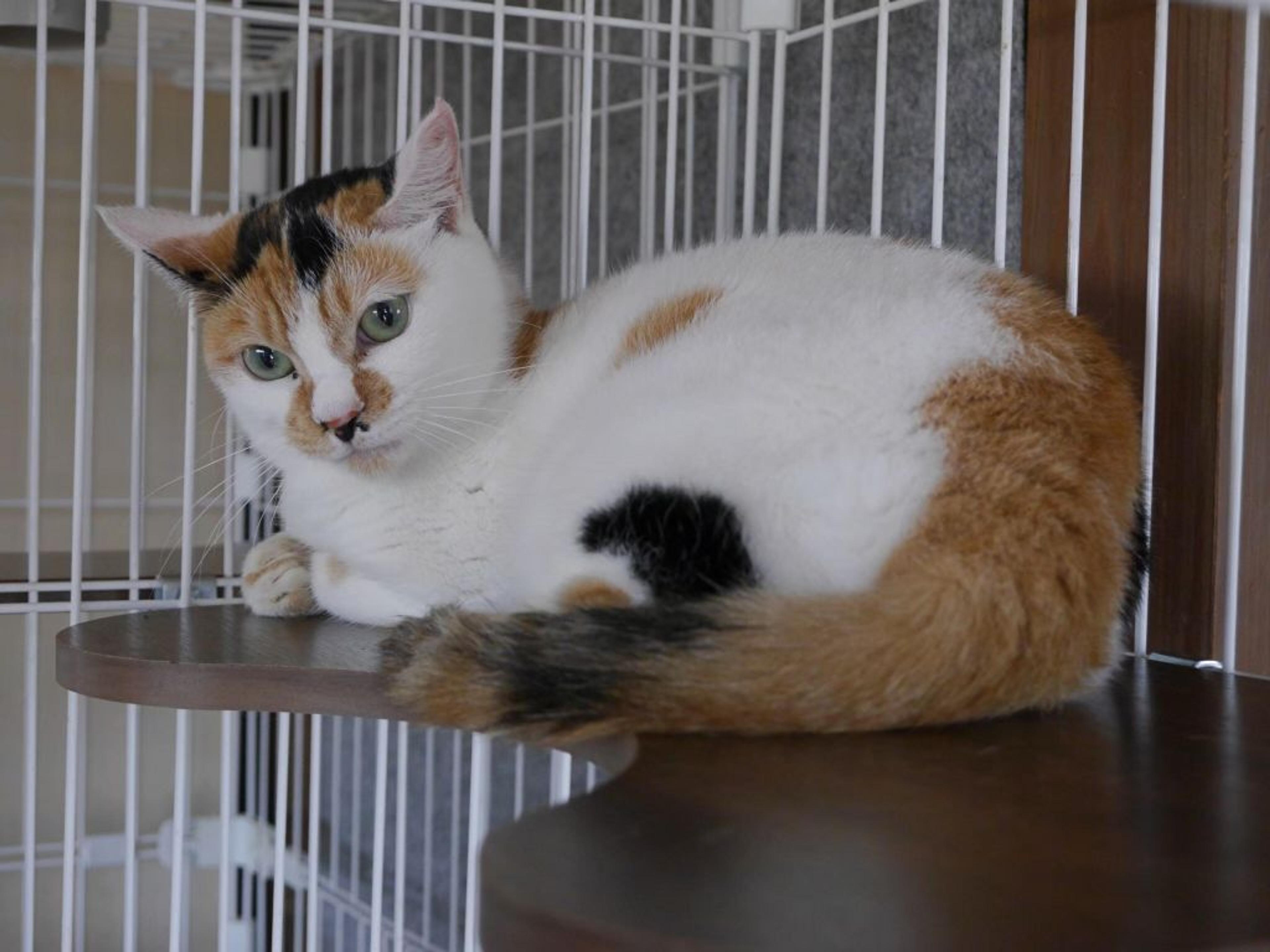 pet-image-8