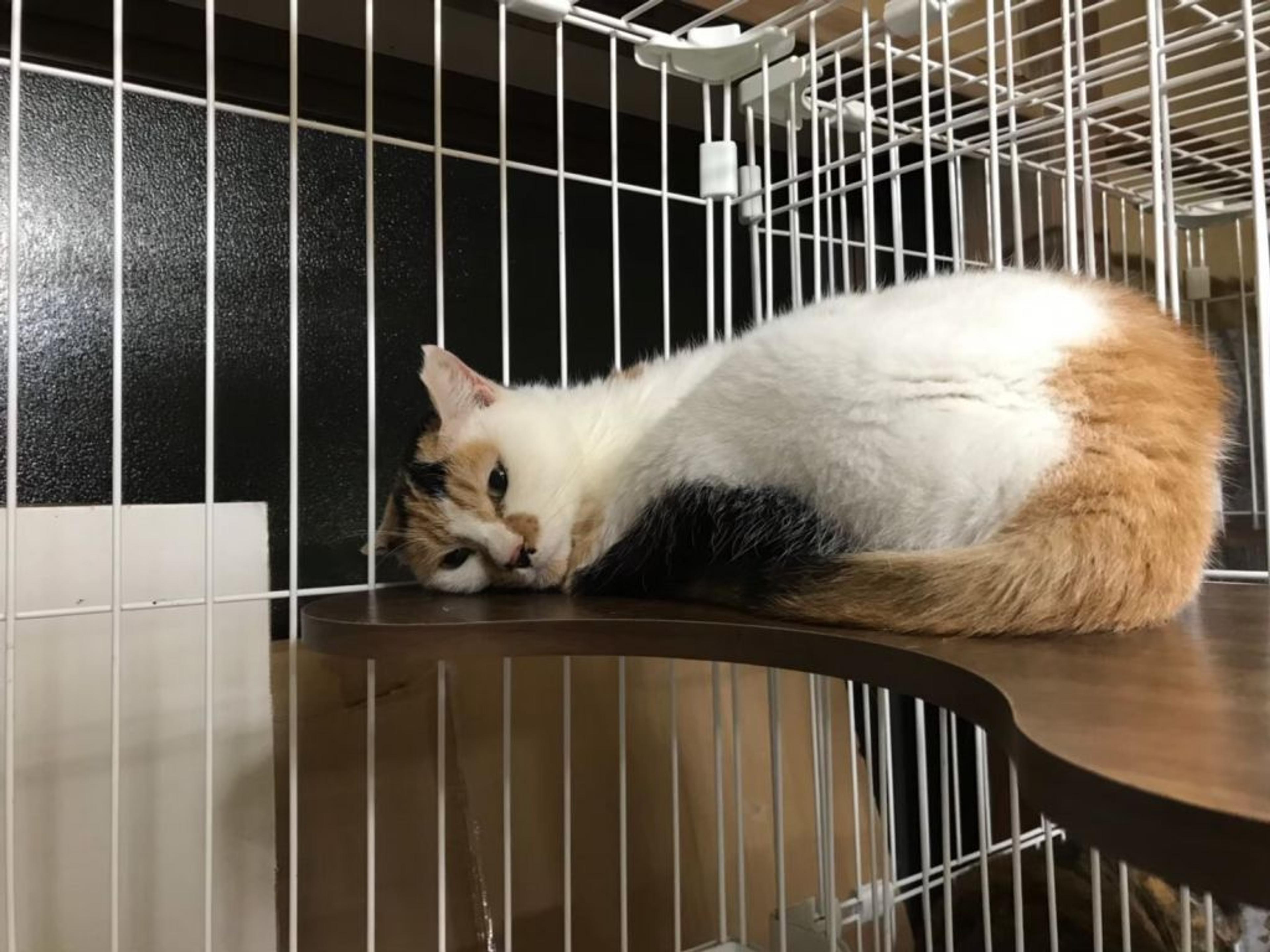 pet-image-9