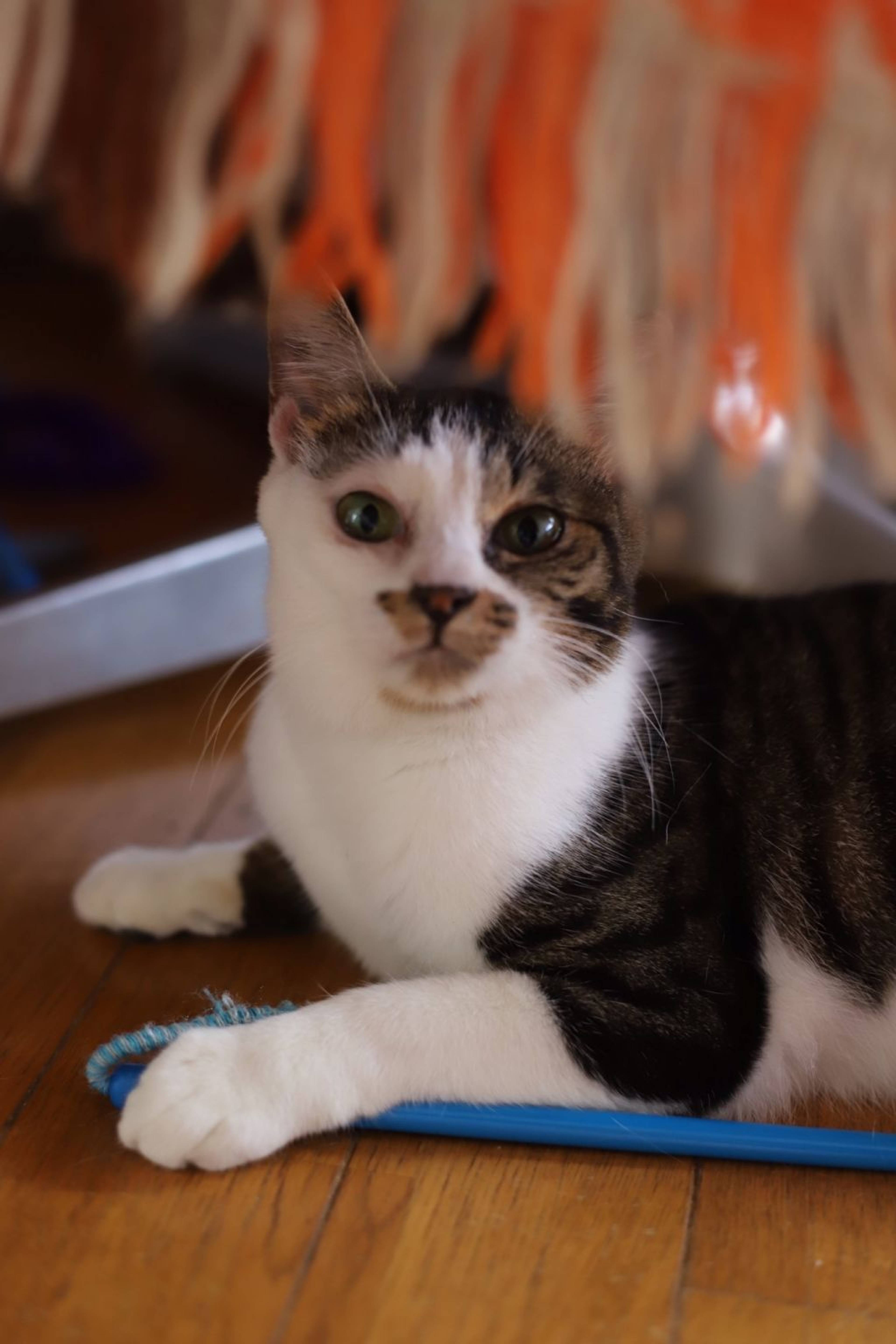雑種（ミックス猫）・メスの里親募集の写真