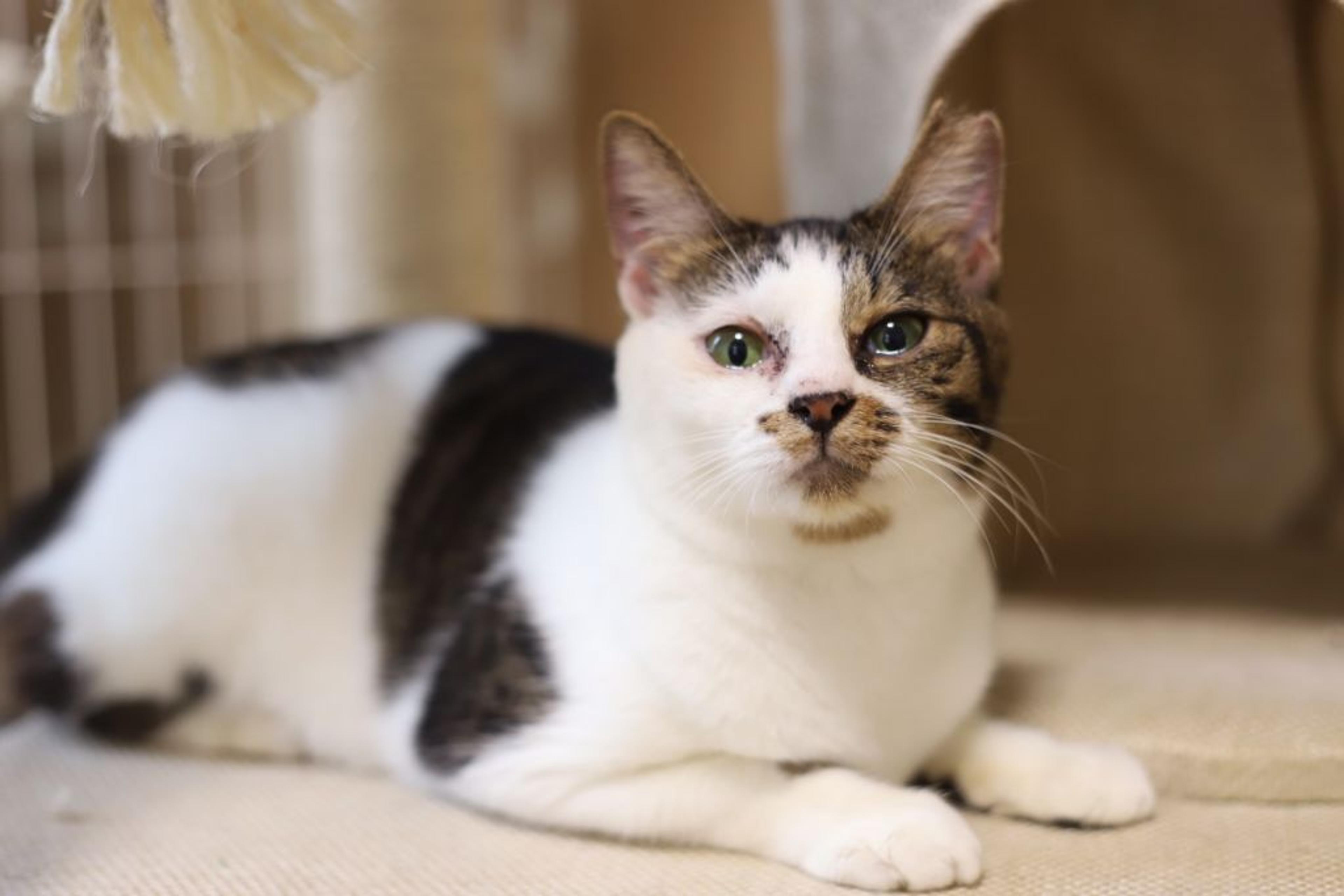 pet-image-2