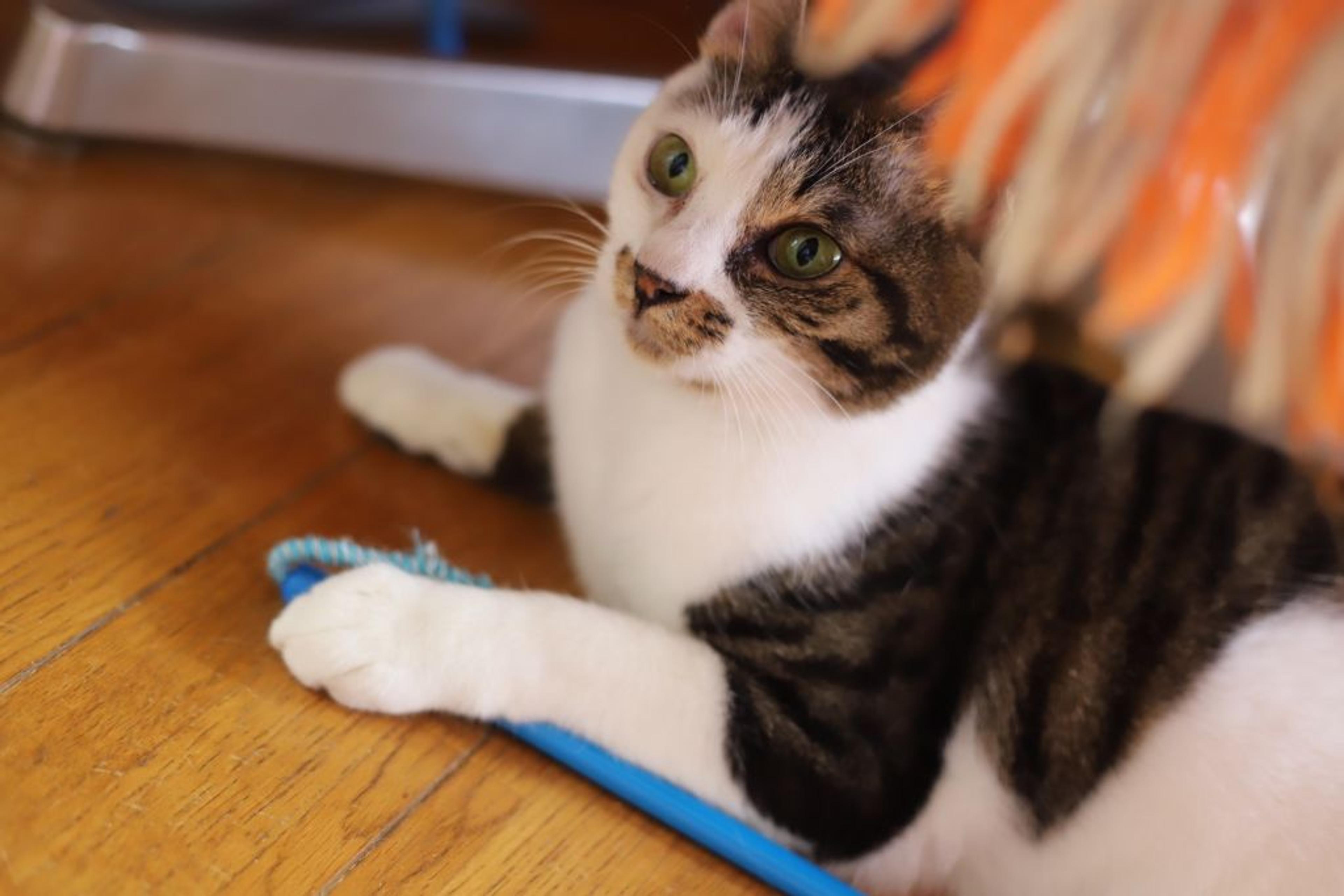 pet-image-3