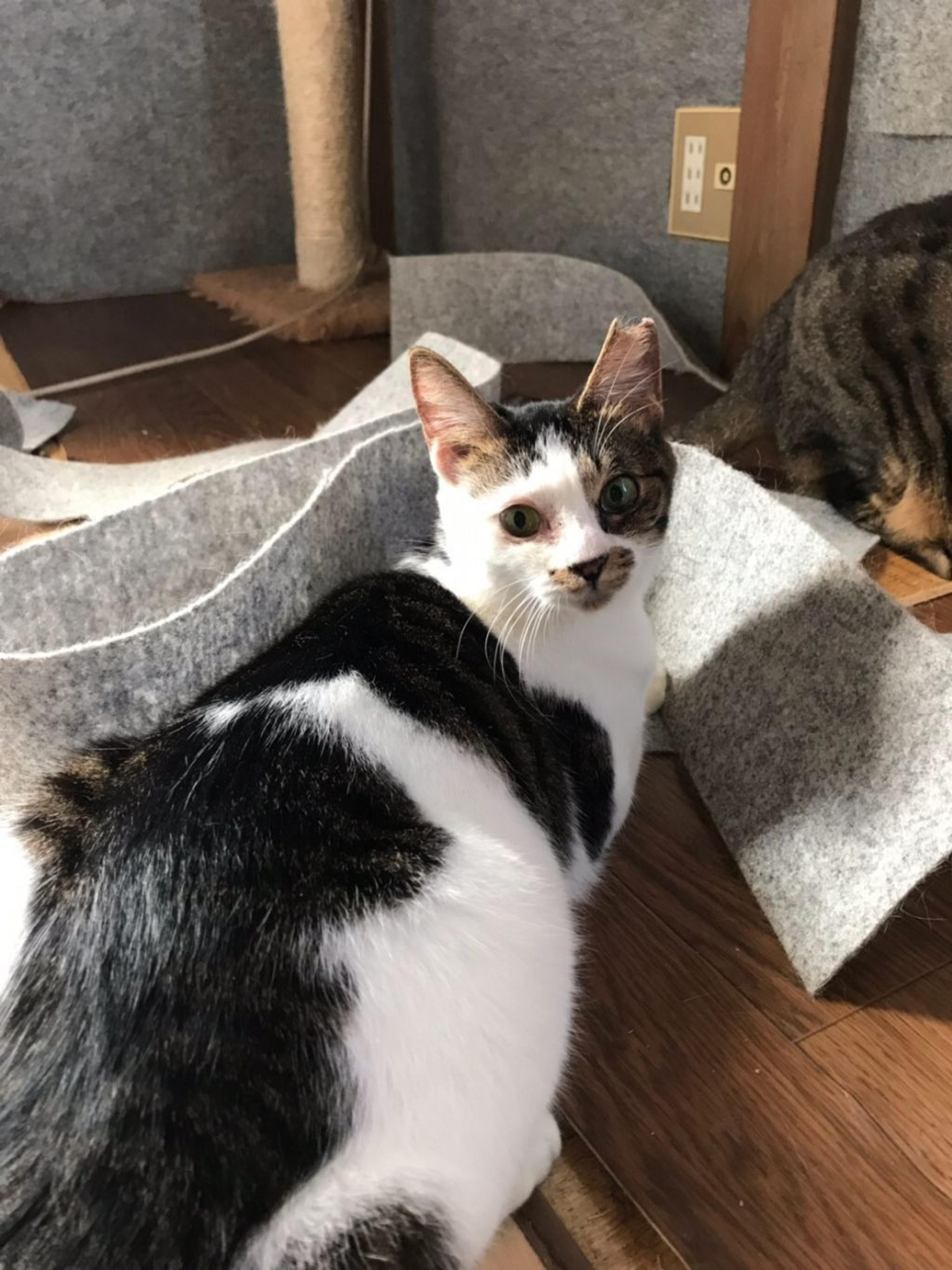 pet-image-4