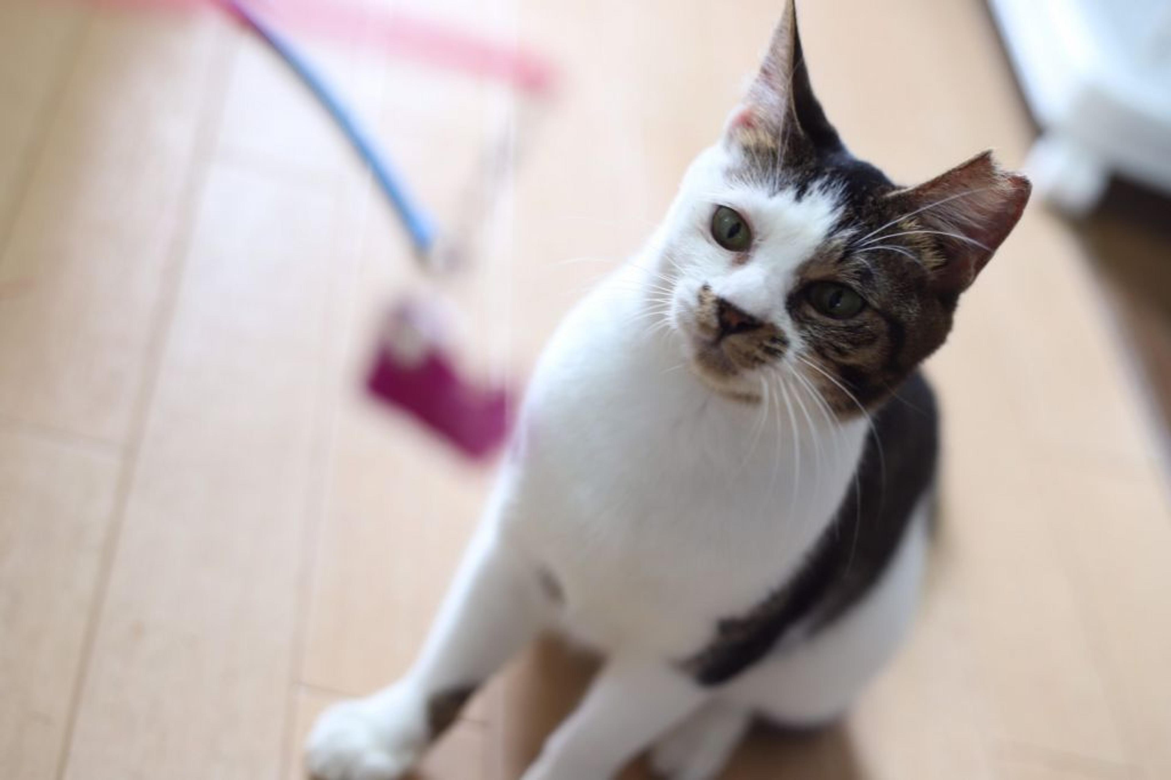 pet-image-5