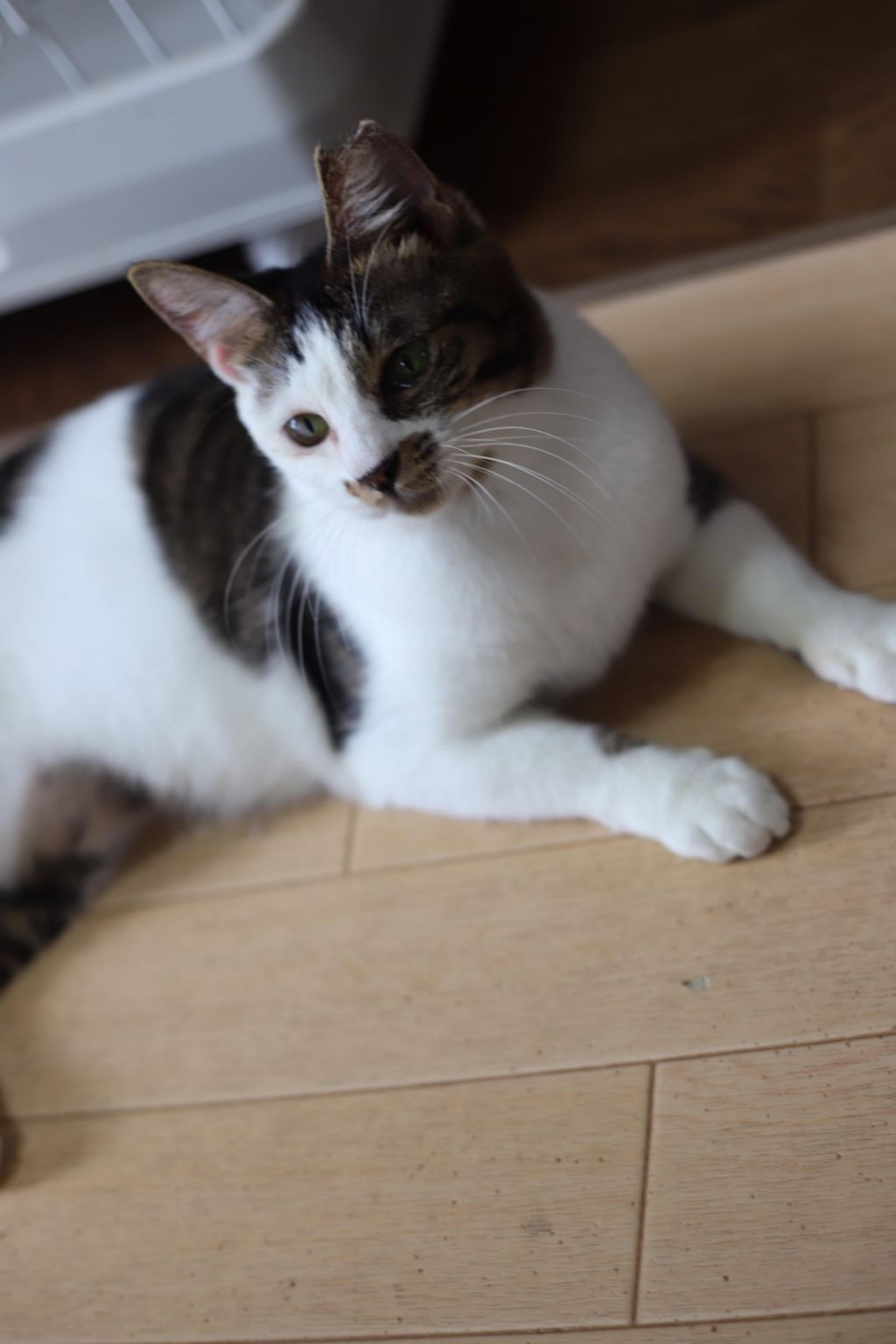 pet-image-6