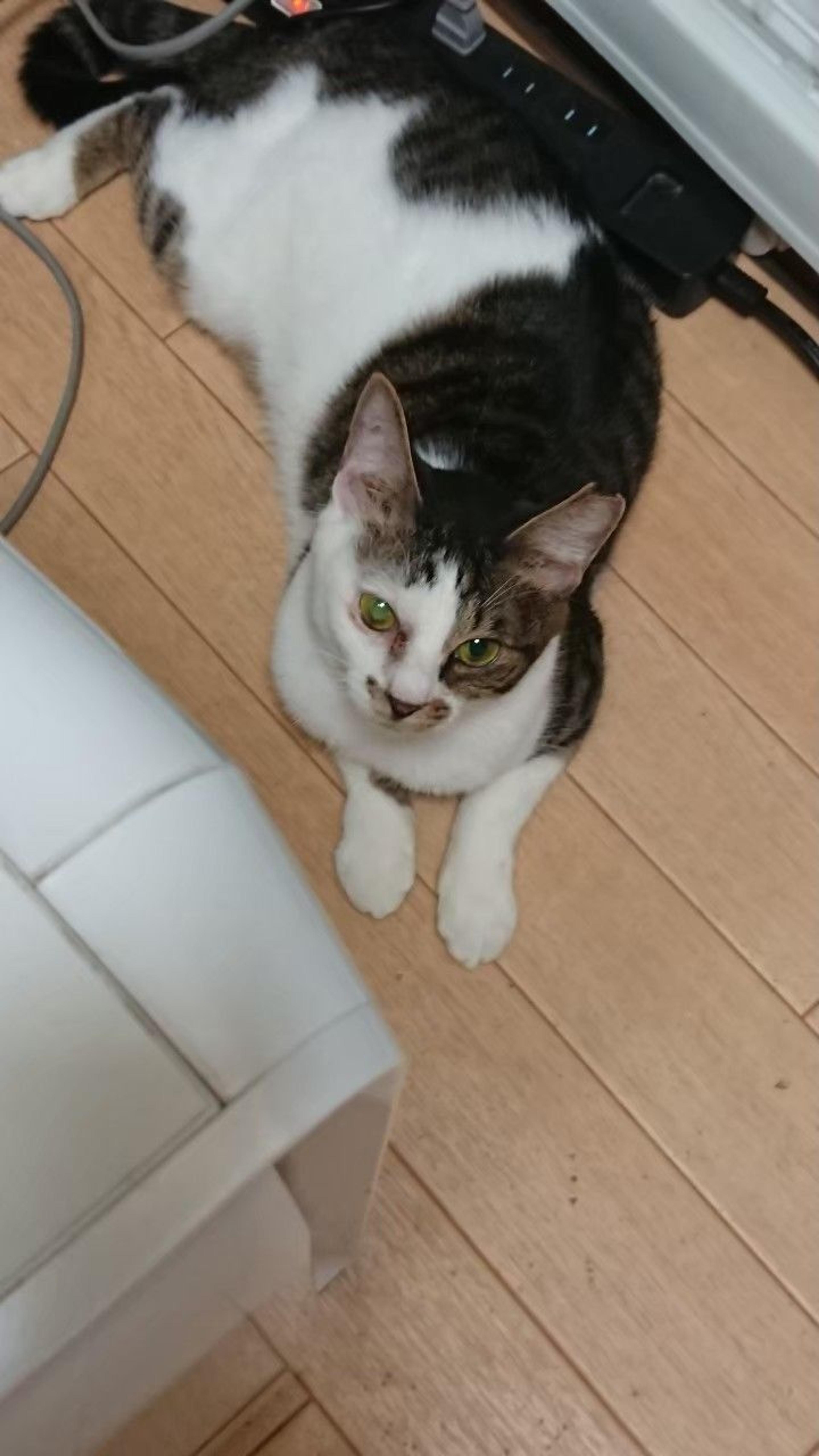 pet-image-8