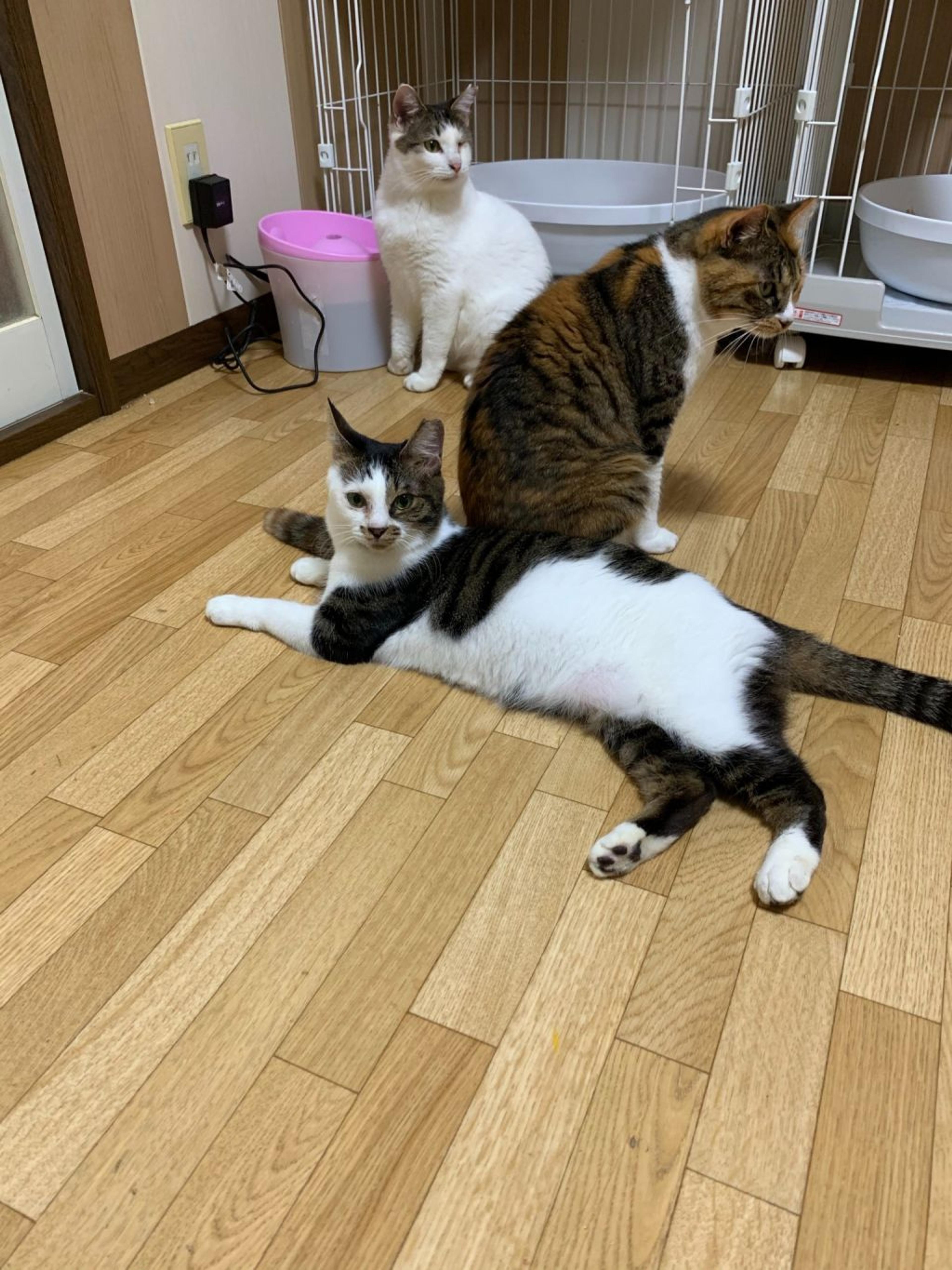pet-image-9