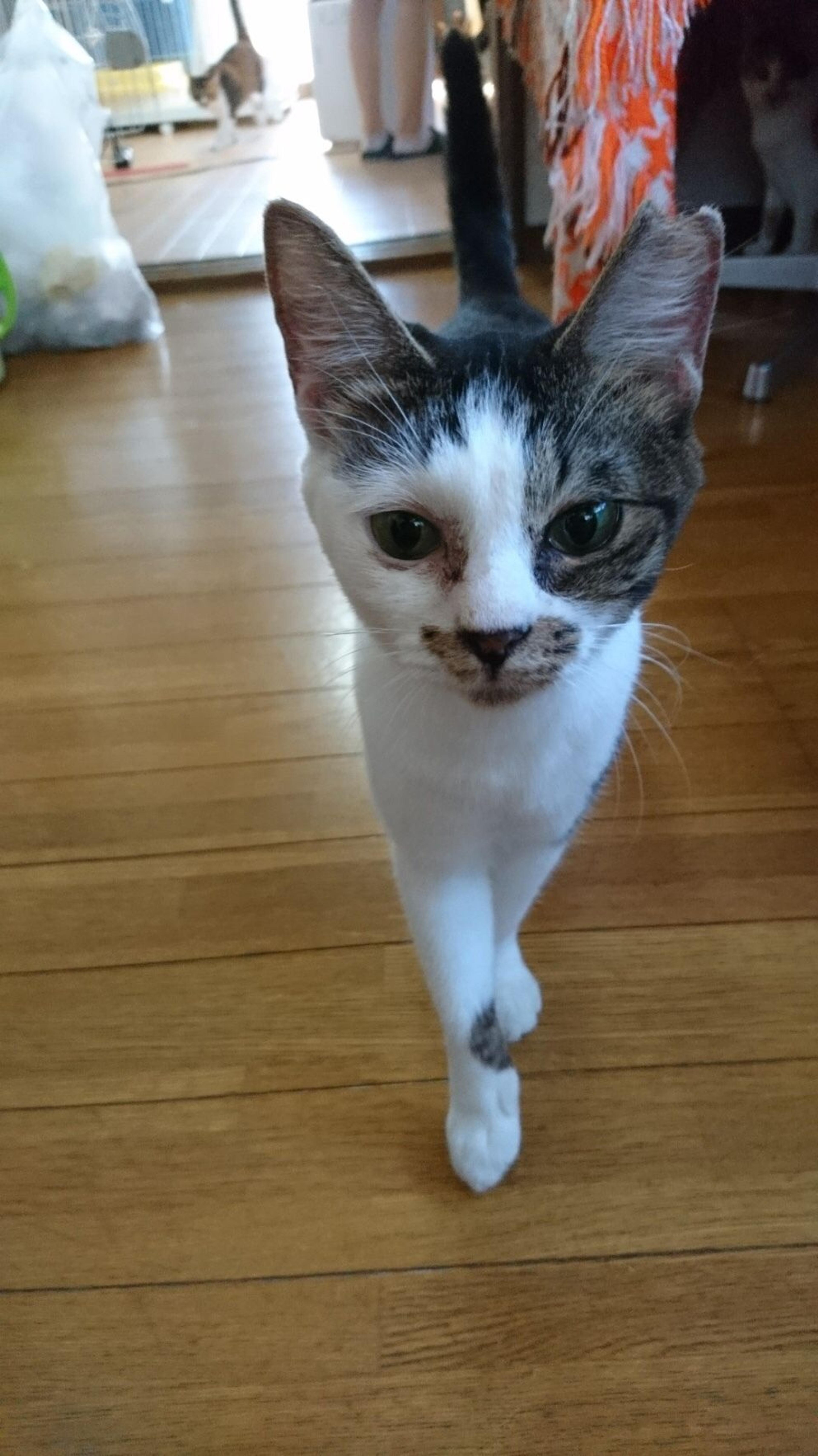 pet-image-10