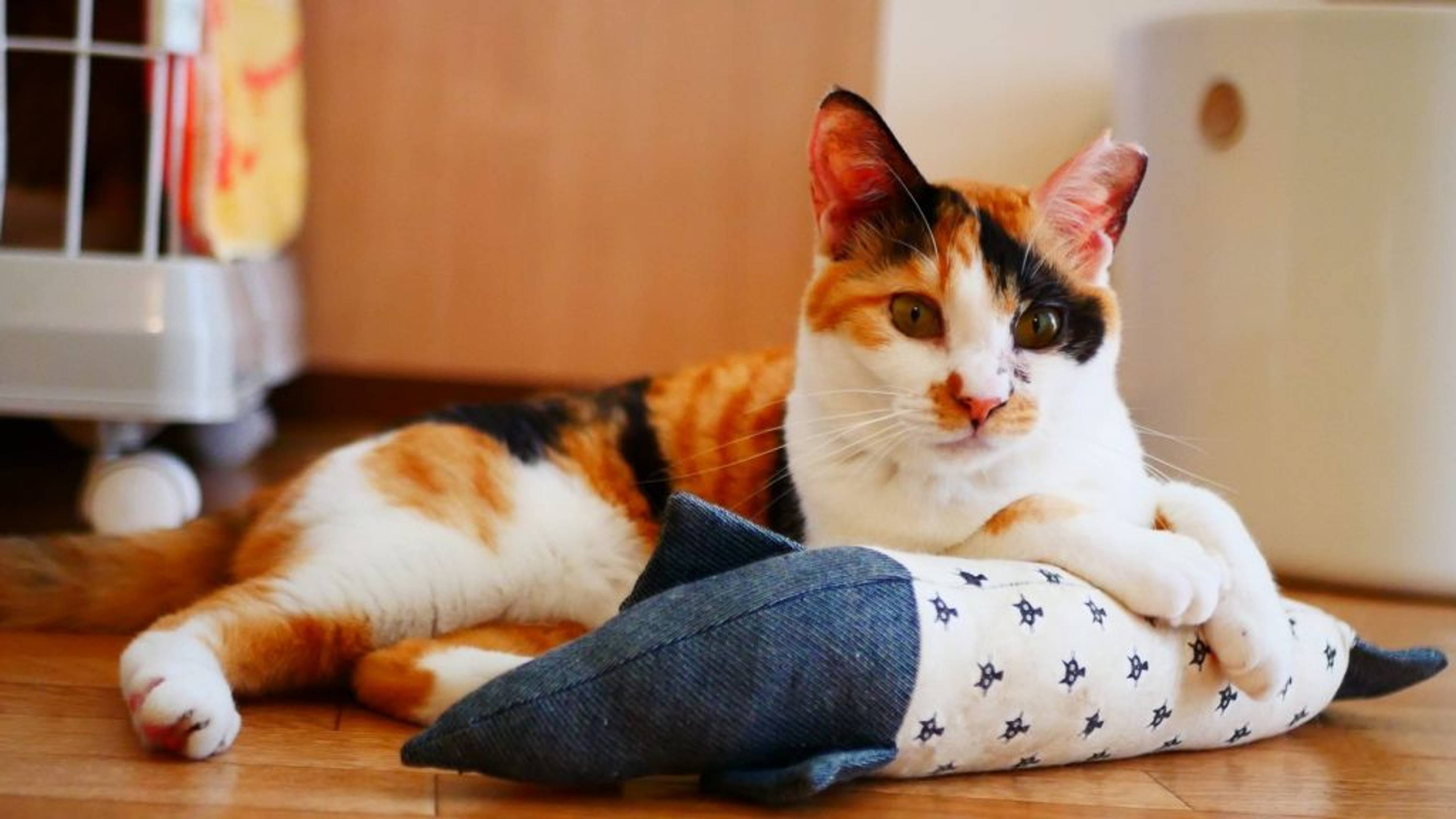 雑種（ミックス猫）・メスの里親募集の写真