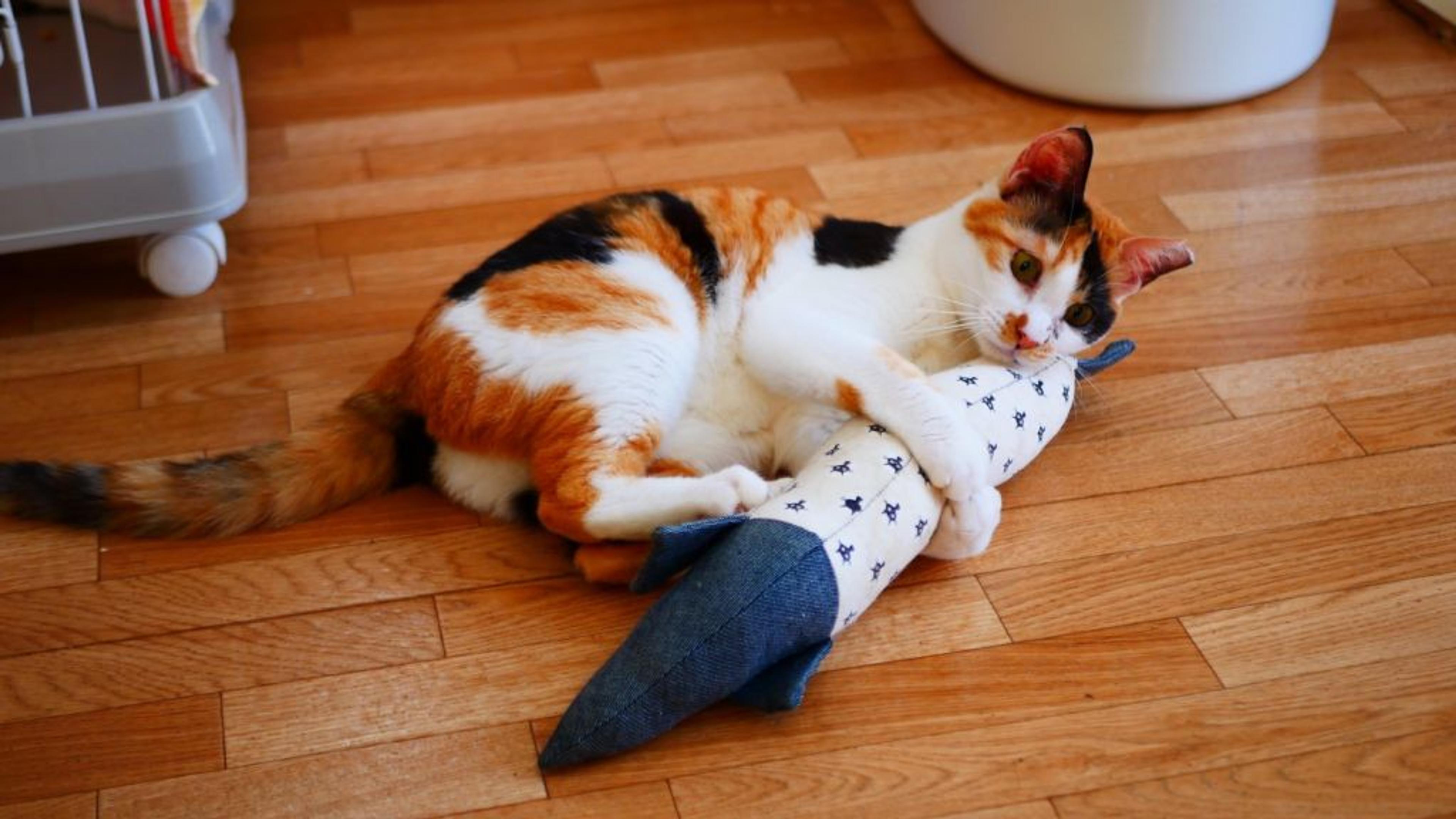 pet-image-2
