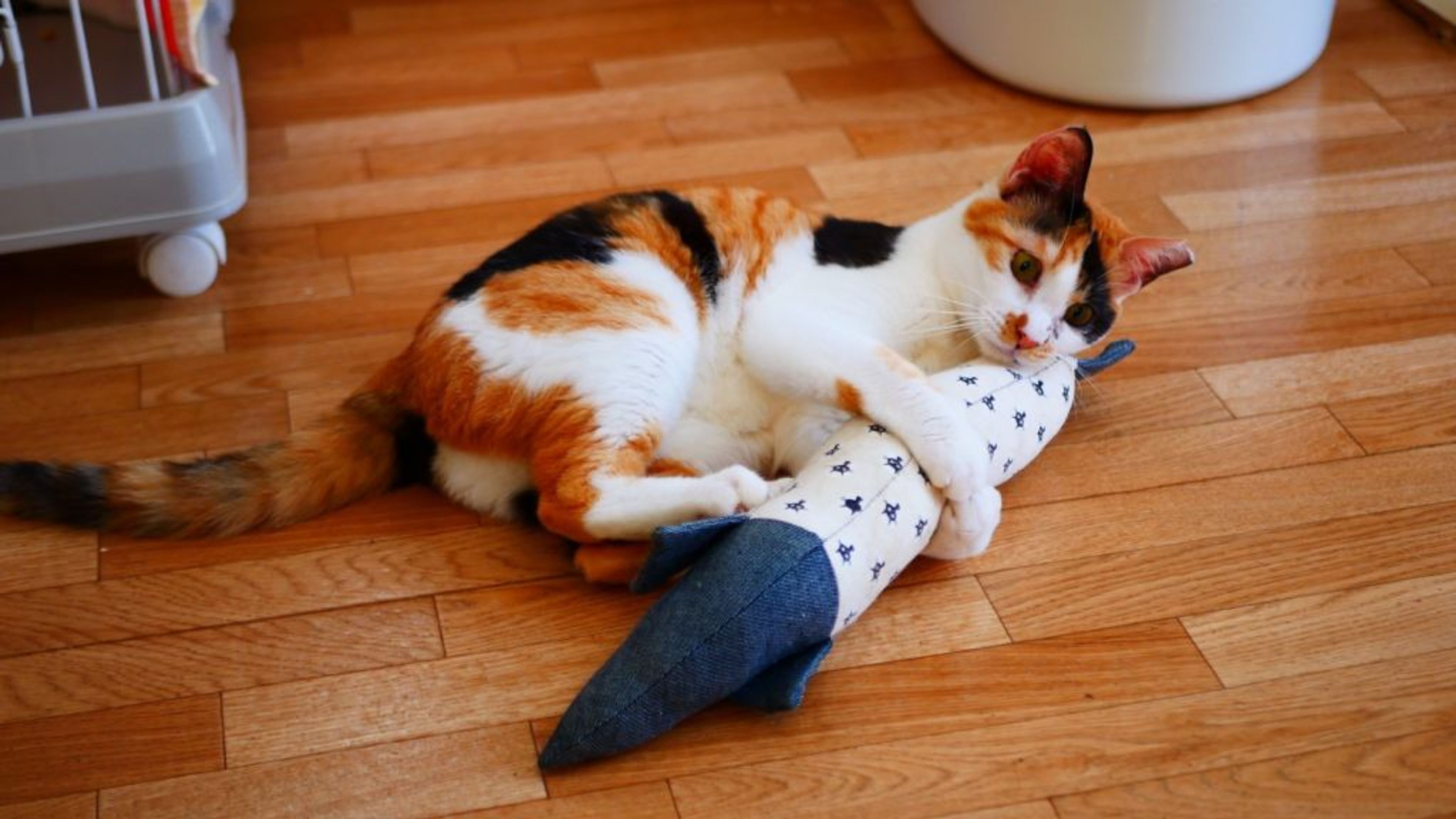 pet-image-2