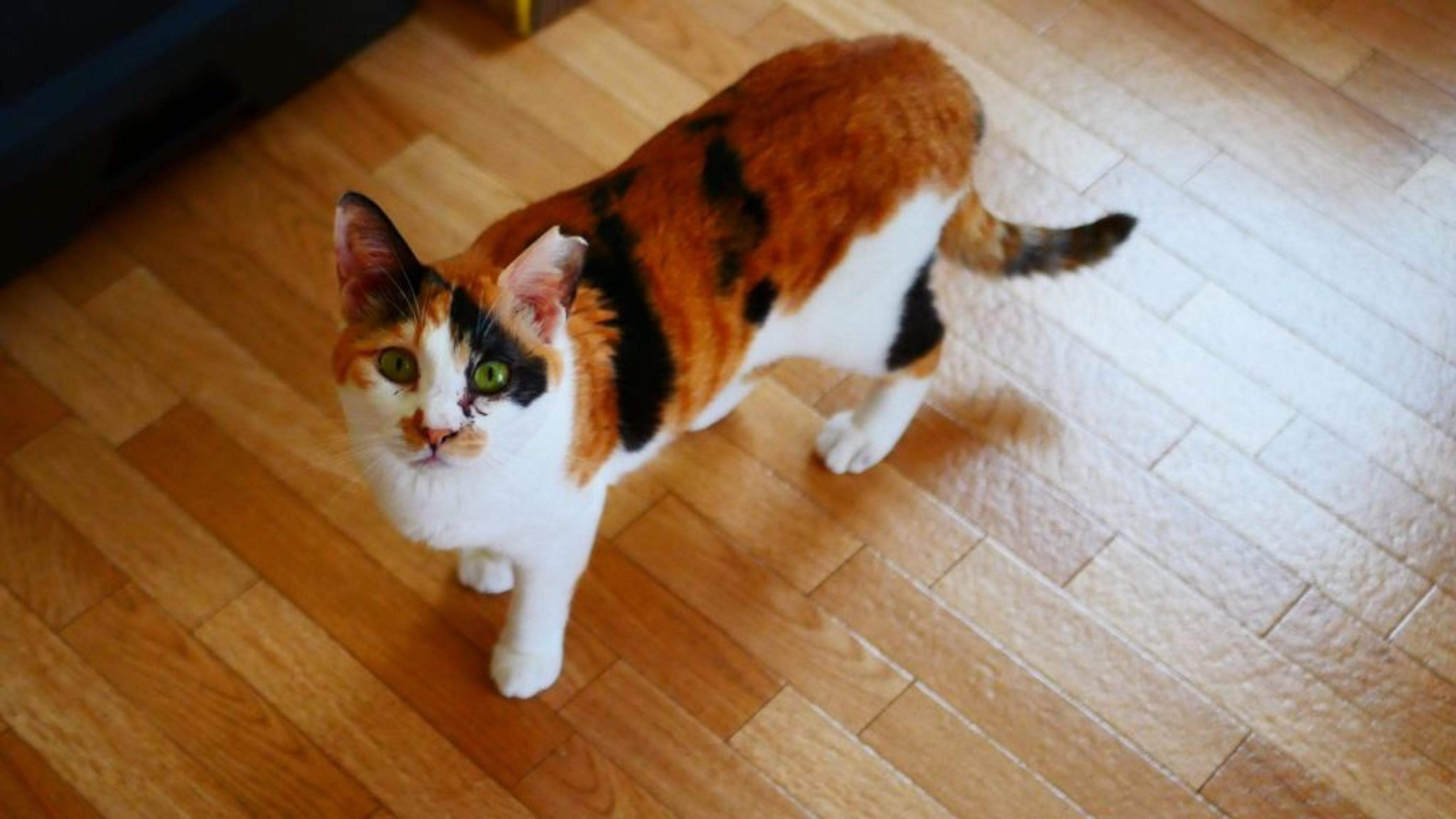 pet-image-3
