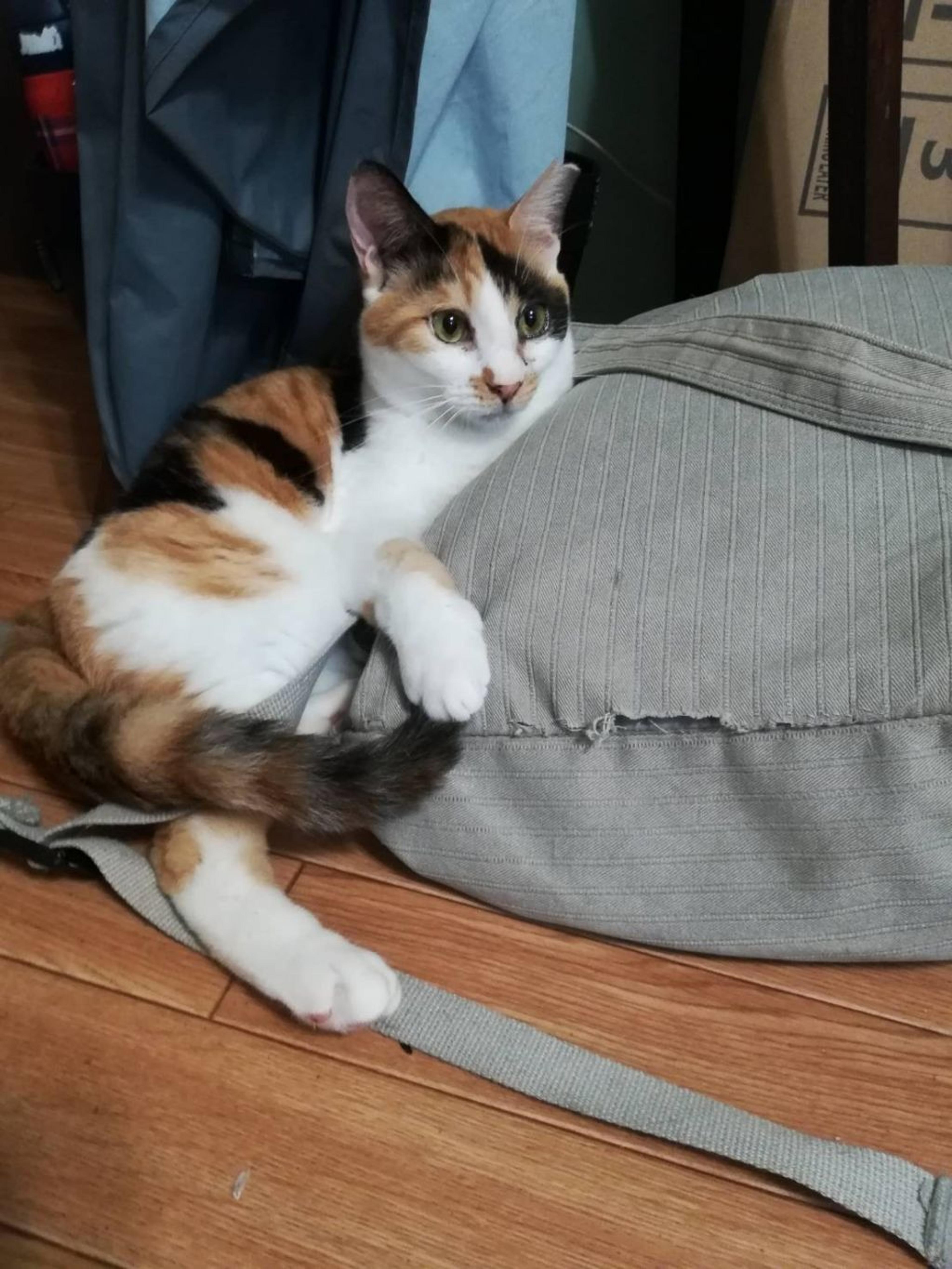 pet-image-4