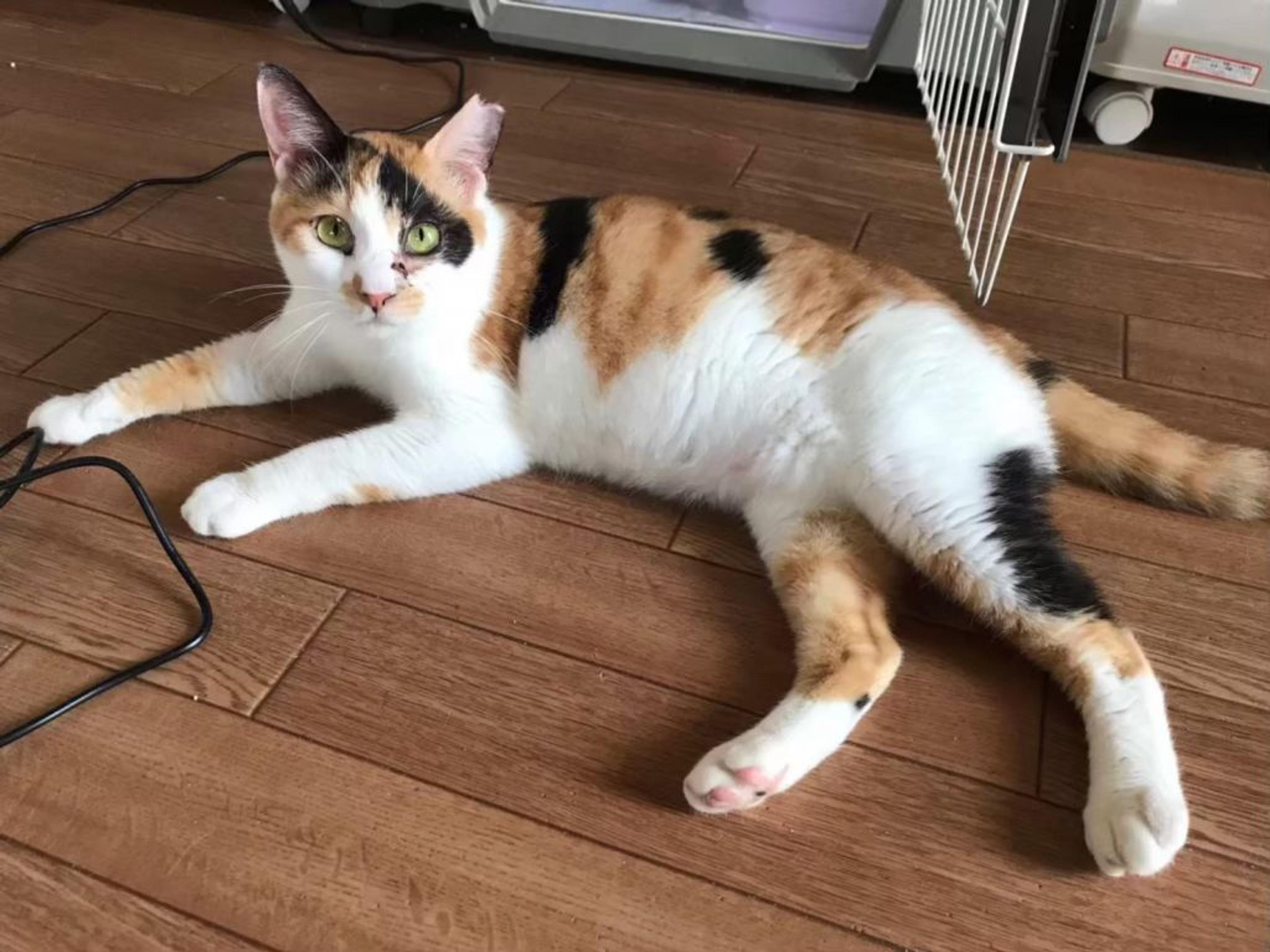 pet-image-6