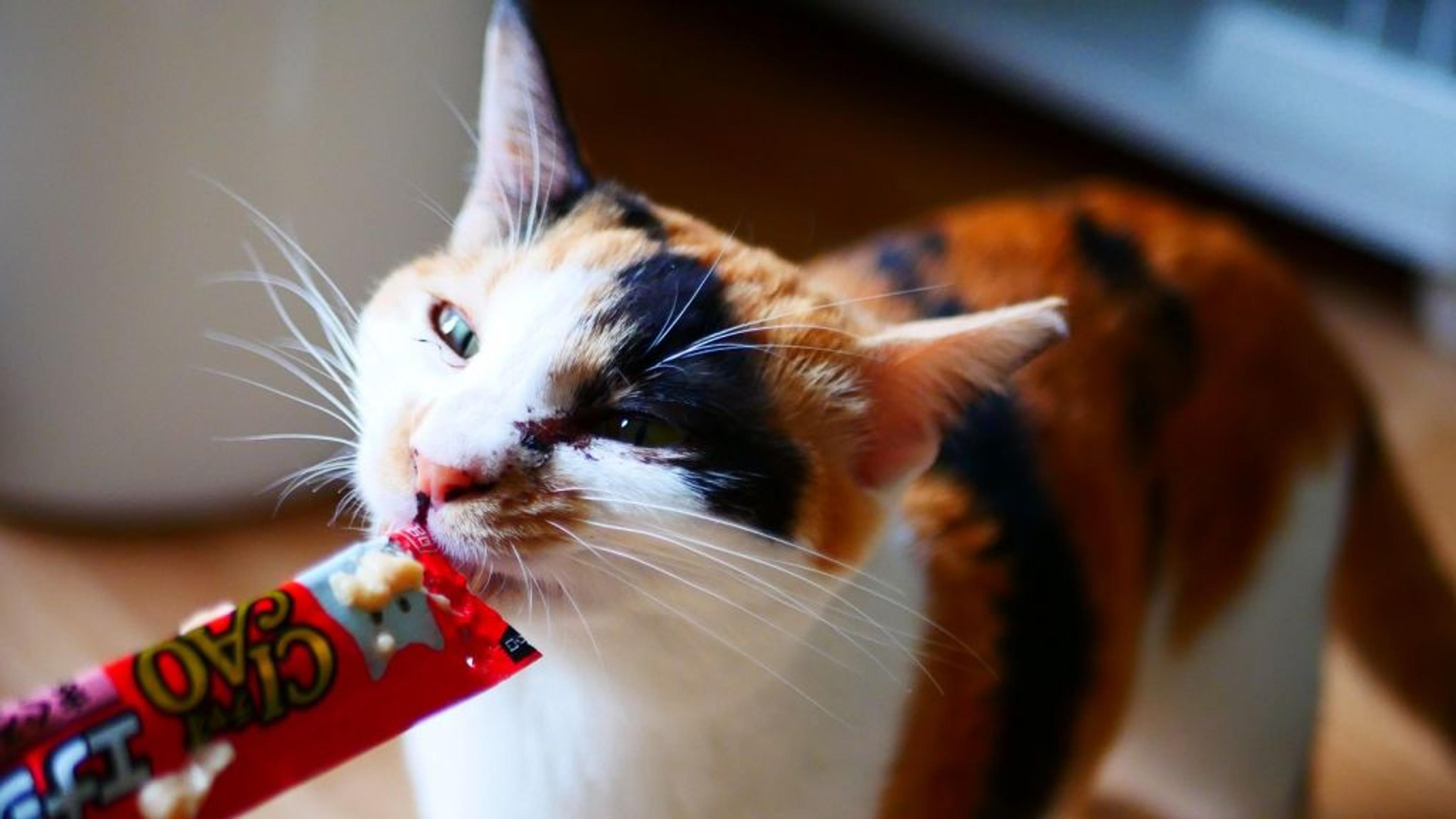 pet-image-7