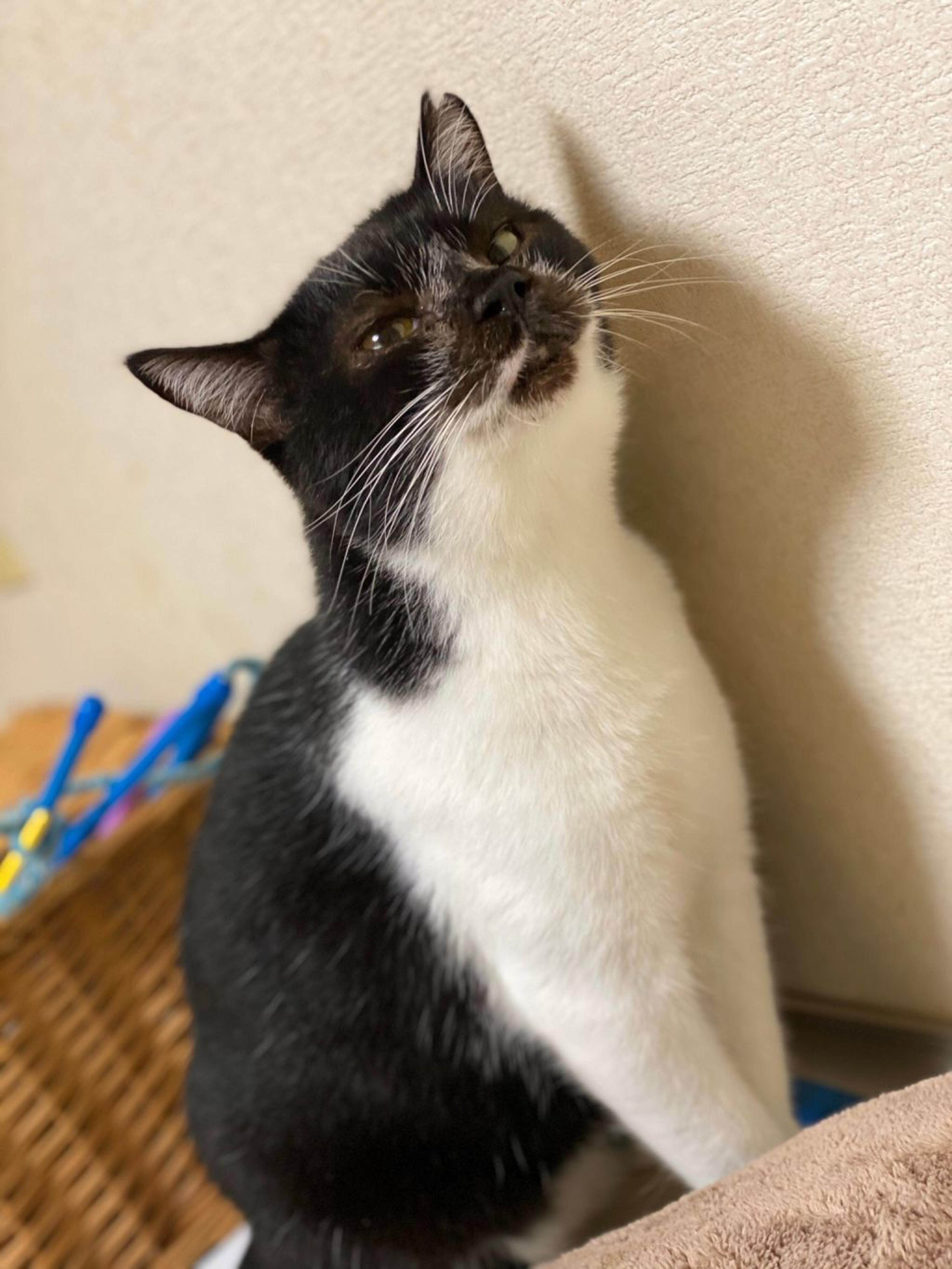 pet-image-3