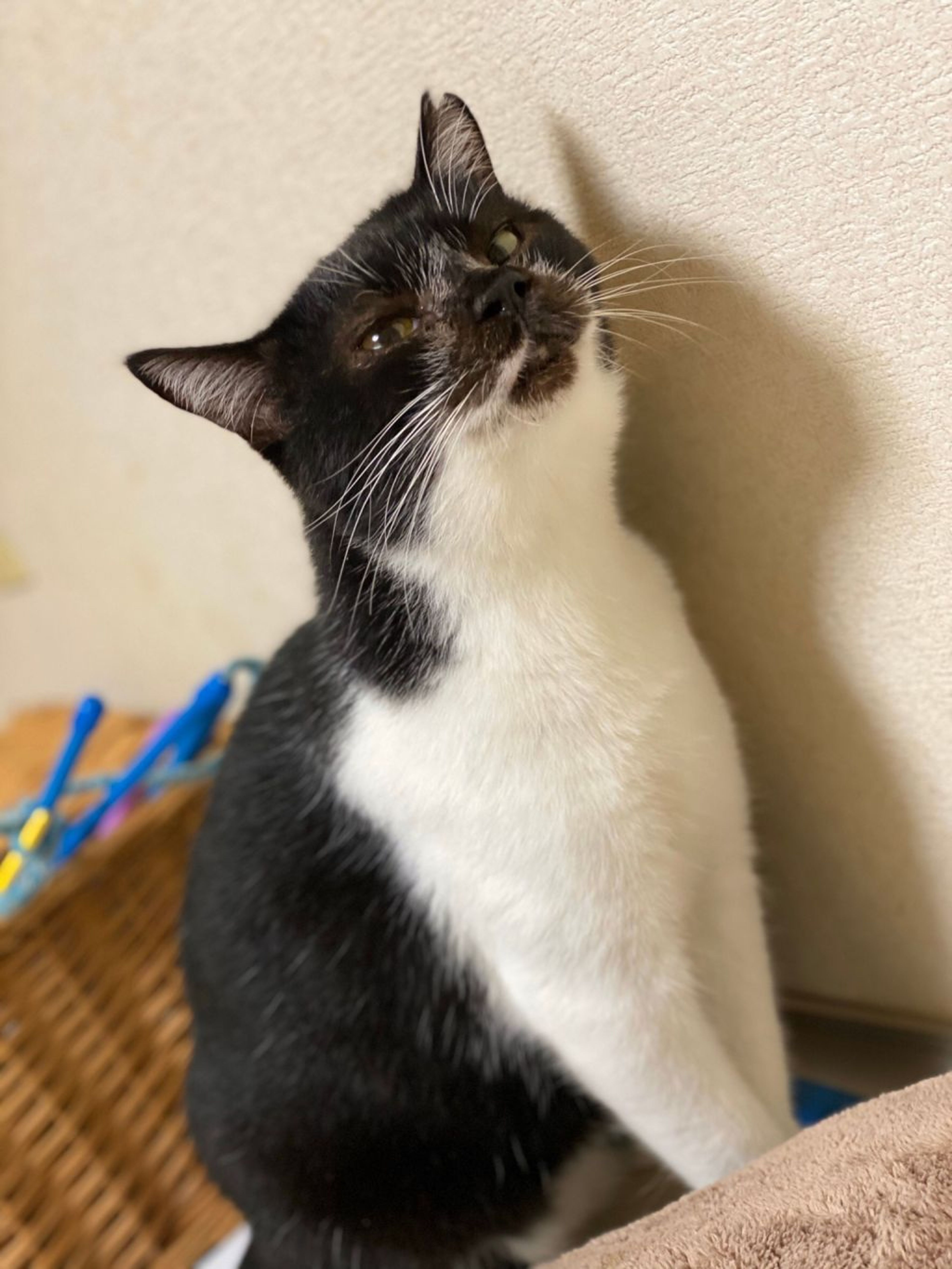pet-image-3