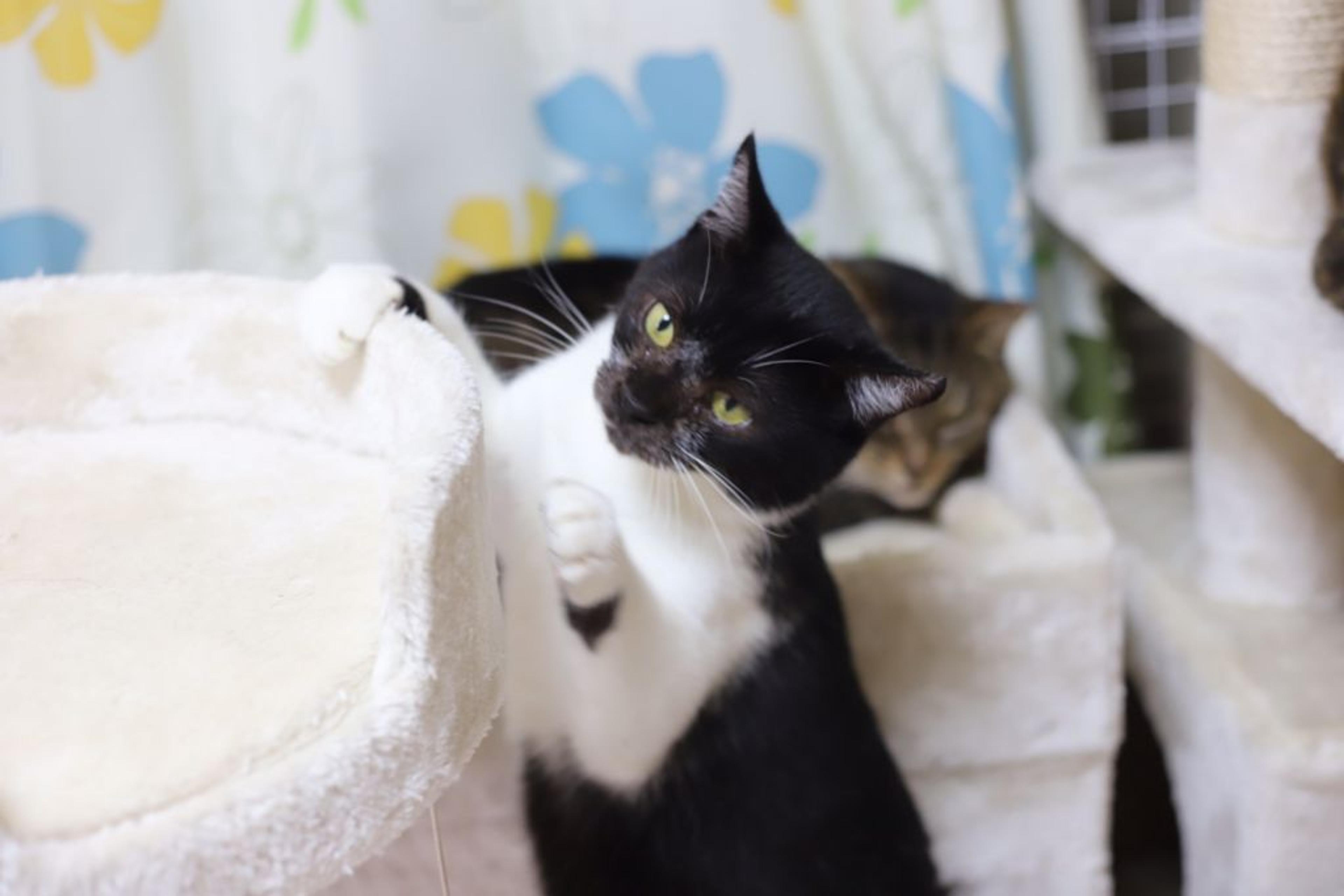 pet-image-6