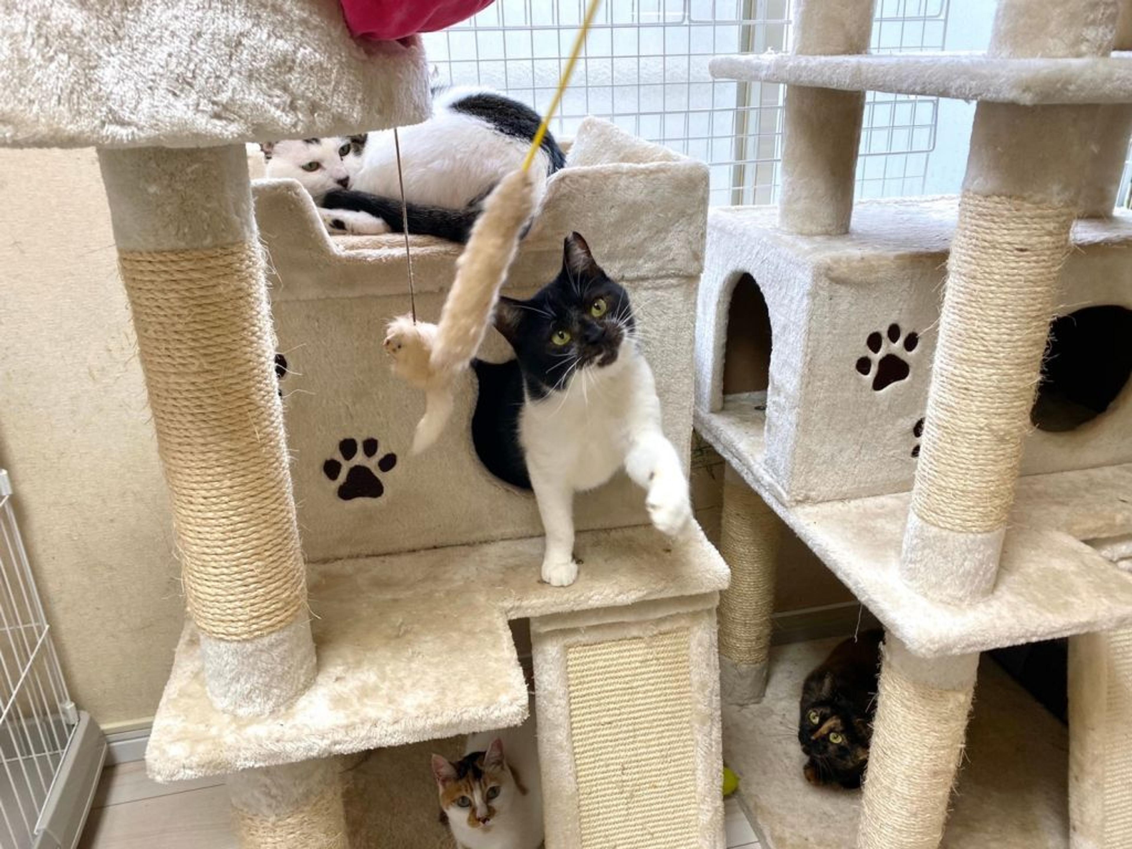 pet-image-8