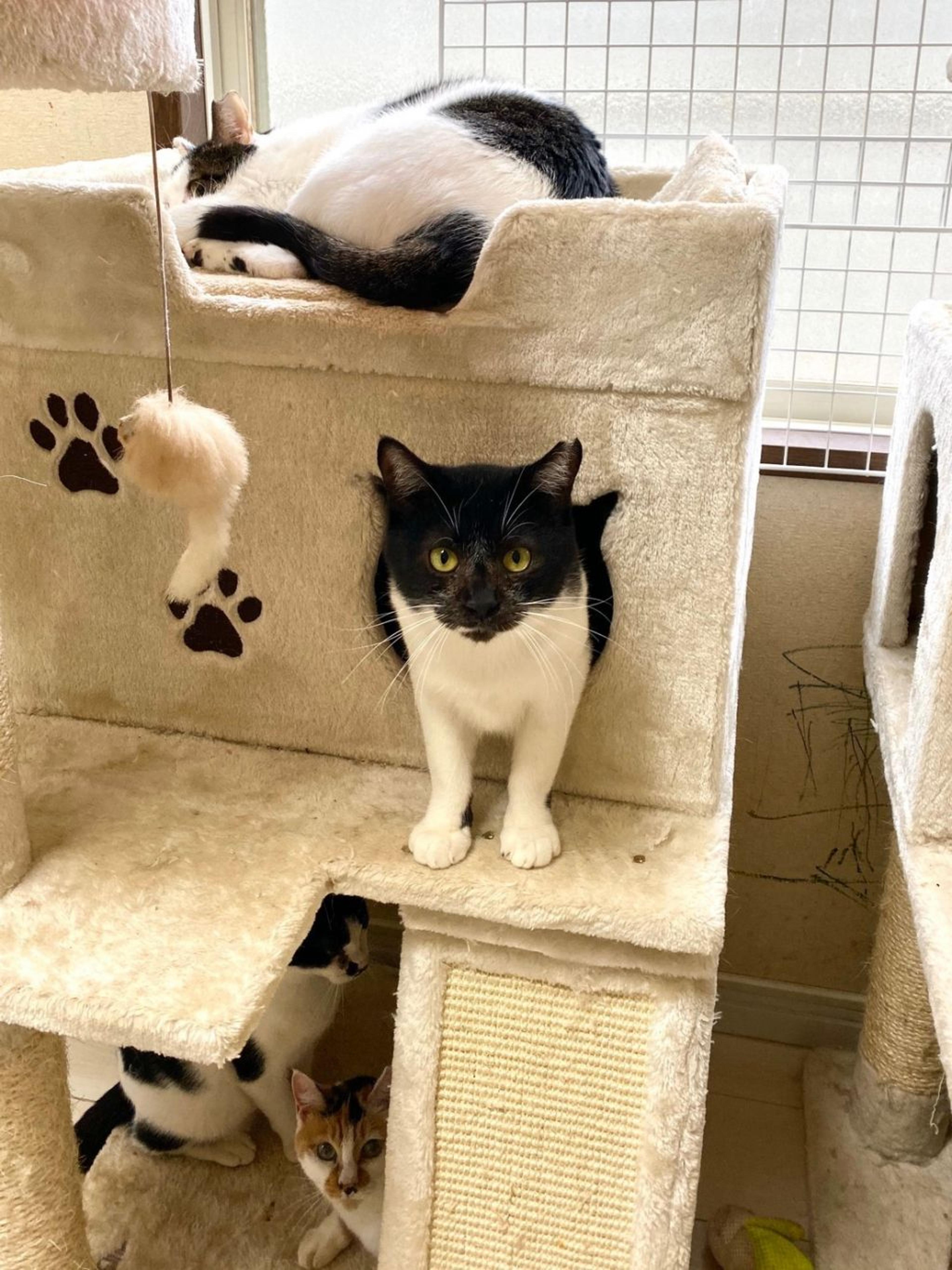 pet-image-9