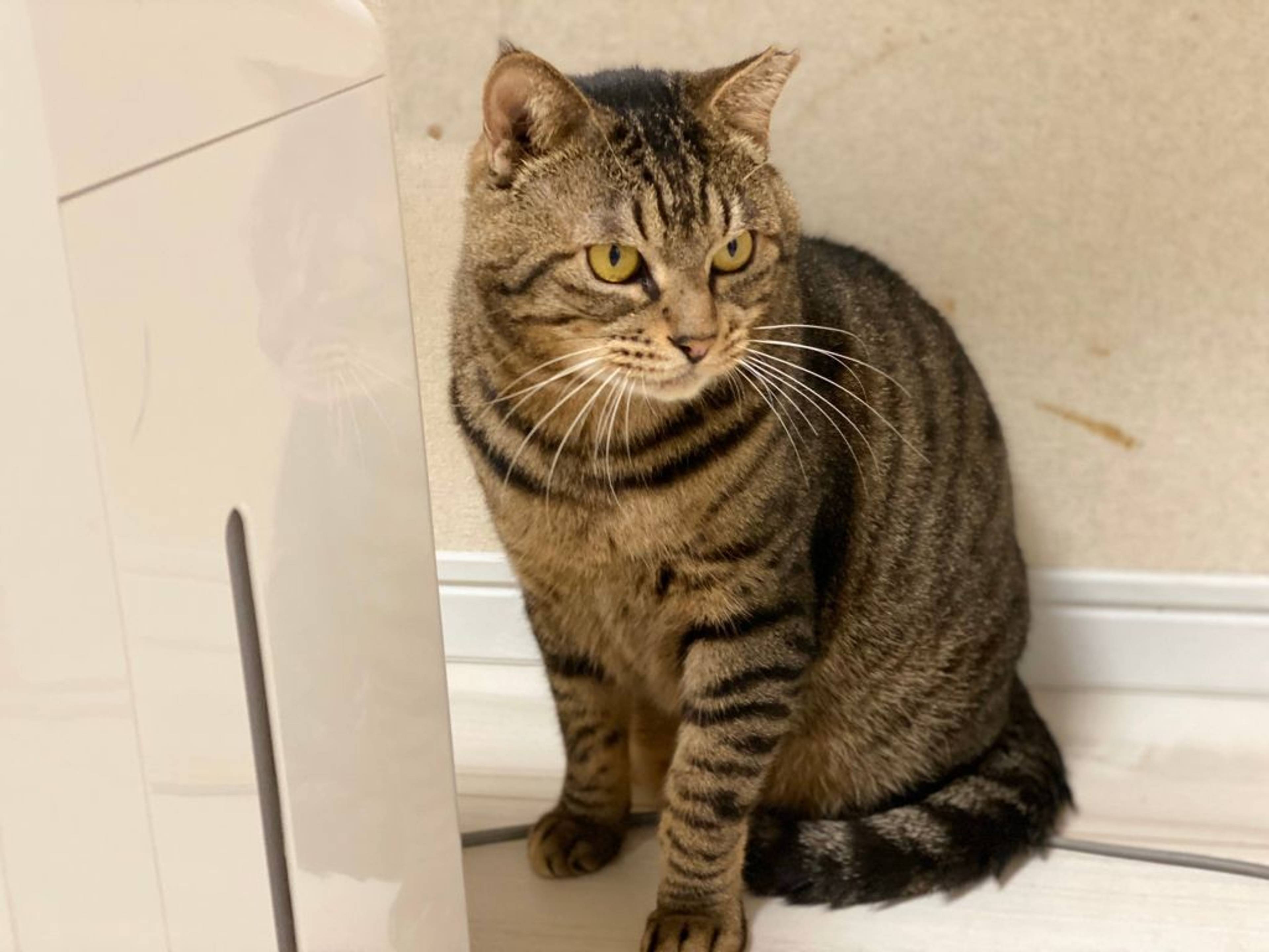 雑種（ミックス猫）・オスの里親募集の写真