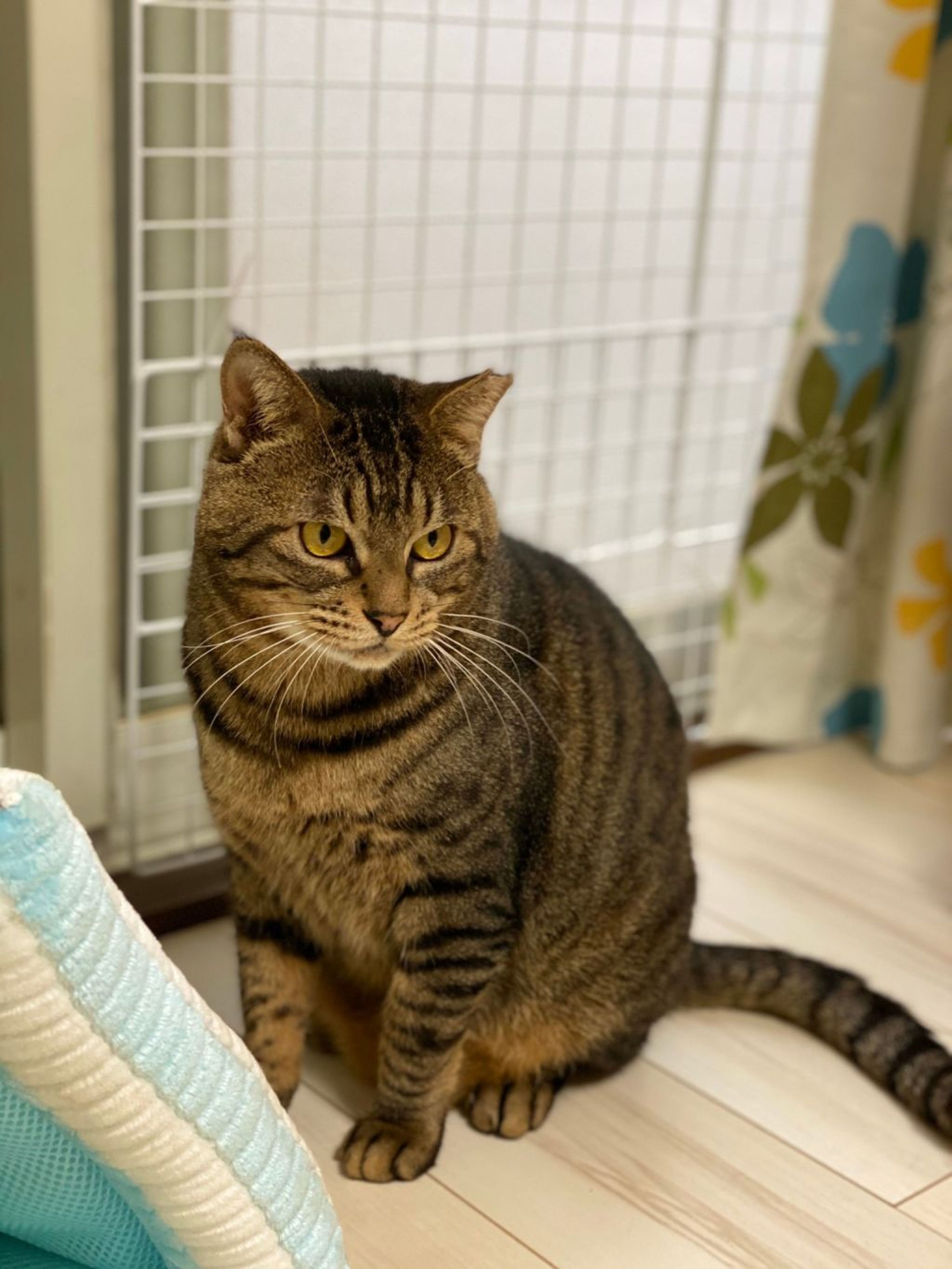 pet-image-7